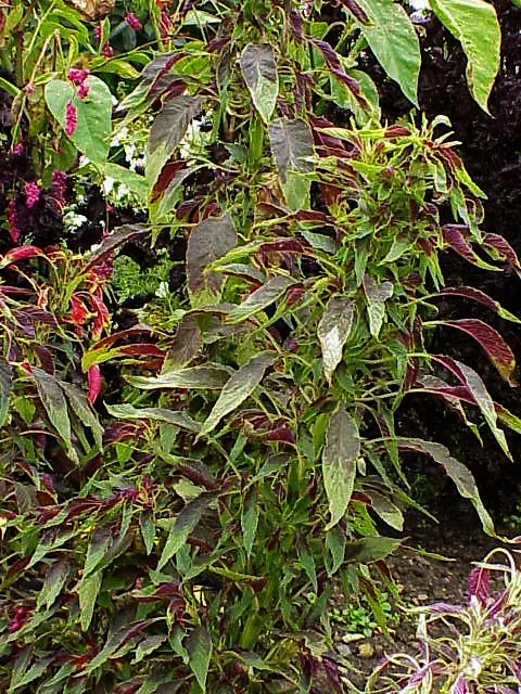 Joseph's Coat (Amaranthus Tricolor) — Prefers full sun and well-drained soil, image 25