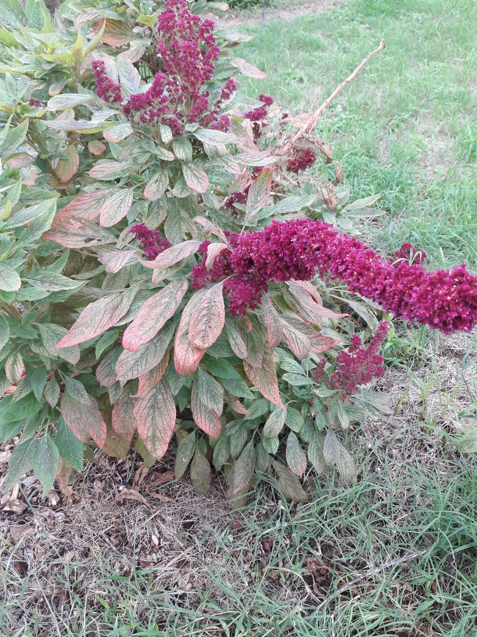 Joseph's Coat (Amaranthus Tricolor) — Ideal for adding a splash of color to borders or as a striking focal point in garden beds; adding an extra layer of life