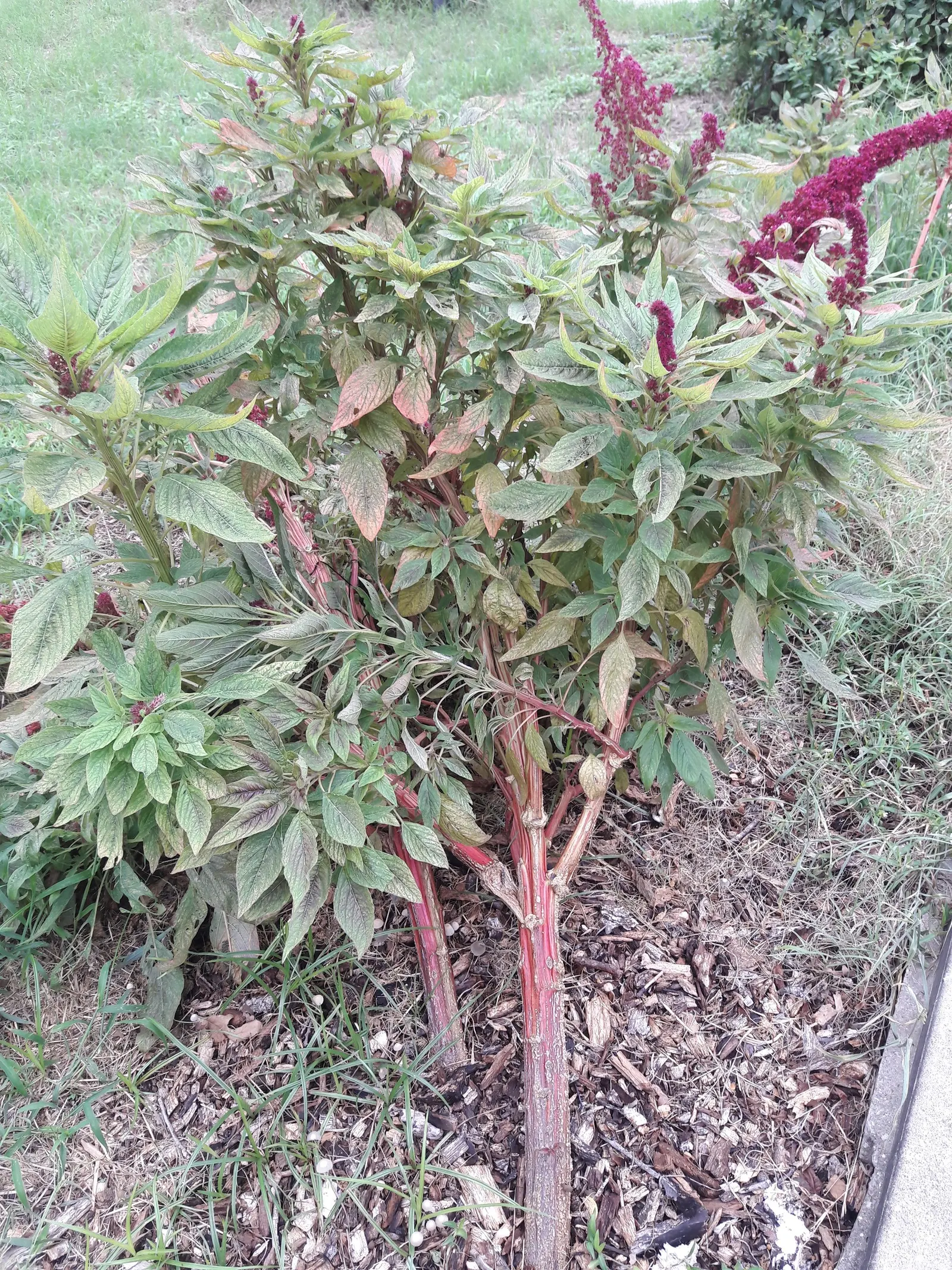 Joseph's Coat (Amaranthus Tricolor) — which can span up to 6 inches in length