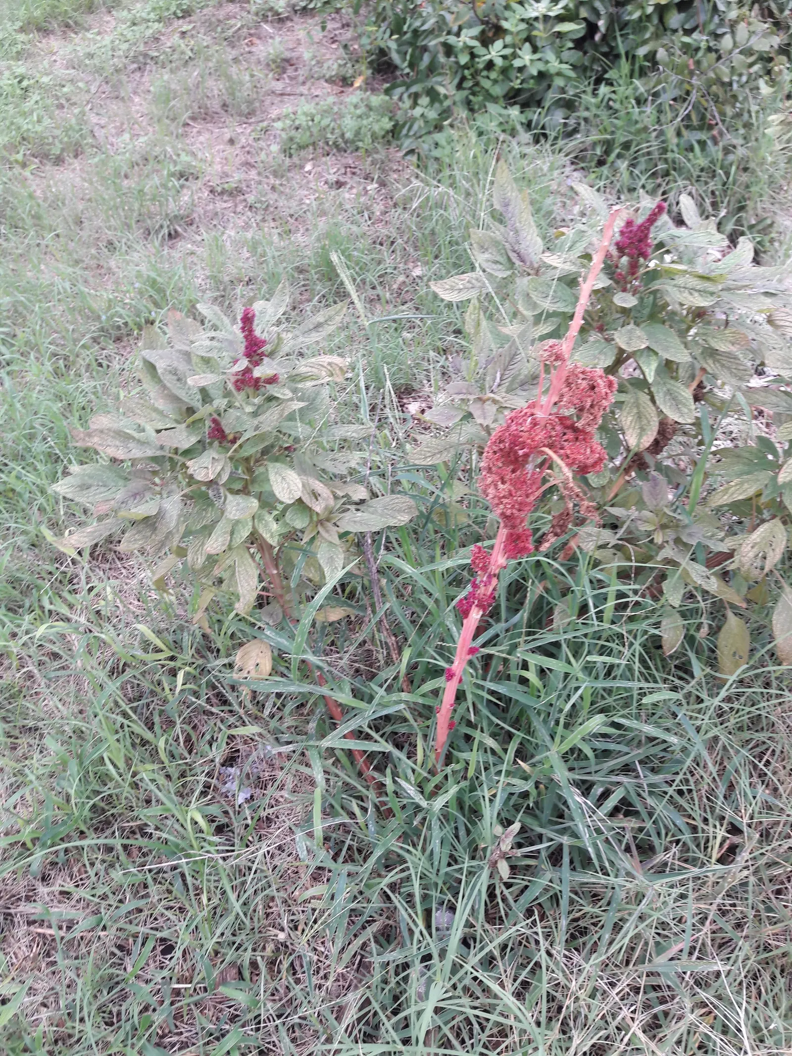 Joseph's Coat (Amaranthus Tricolor) — It prefers well-draining soil with moderate moisture