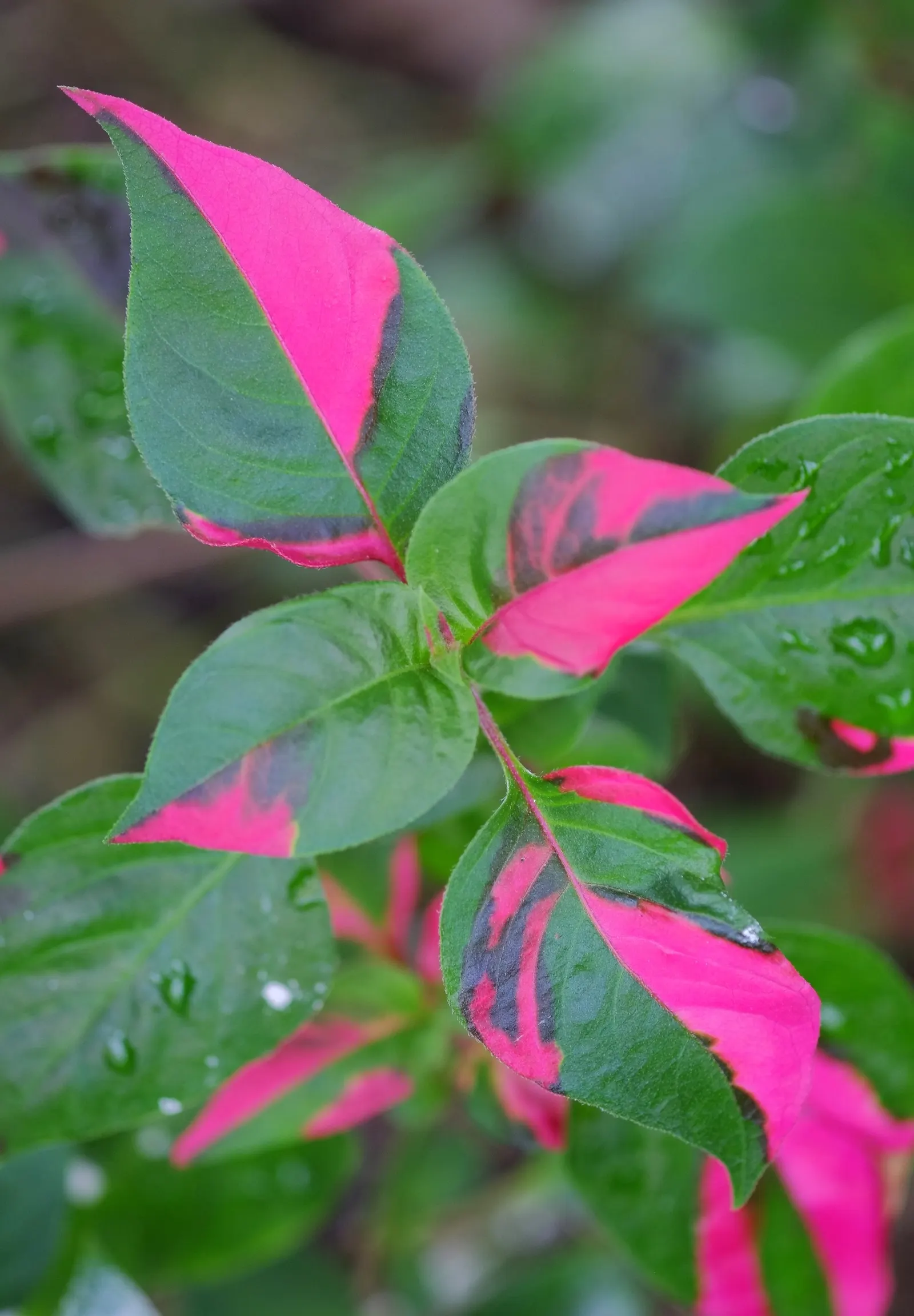 Joseph's Coat (Amaranthus Tricolor) — making it a superb choice for adding vibrant contrast to any landscape