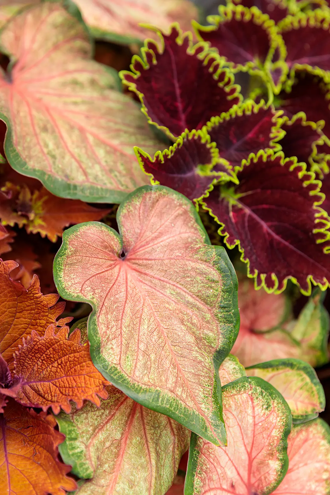 Chinook Sun or Shade Caladium (Caladium hortulanum) — while its tropical texture brings an elegant