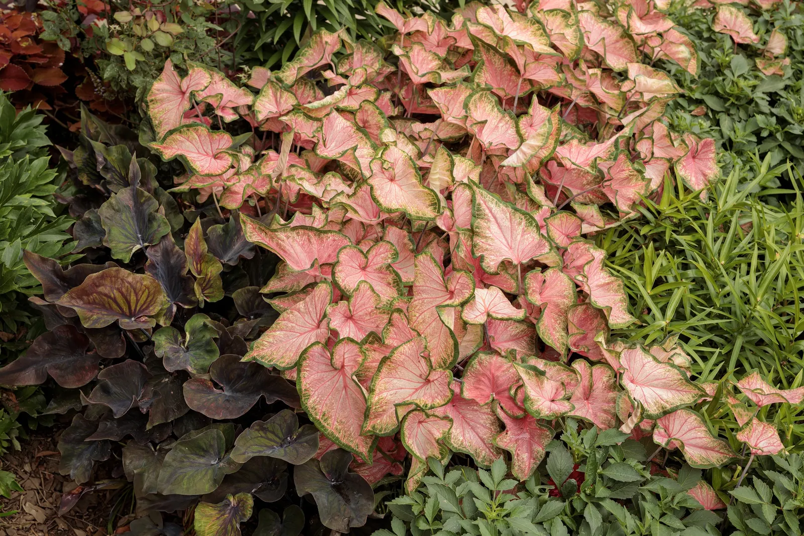 Midnight Oil Sun and Shade Caladium (Caladium hortulanum) — well-drained soil; containers help keep roots warm