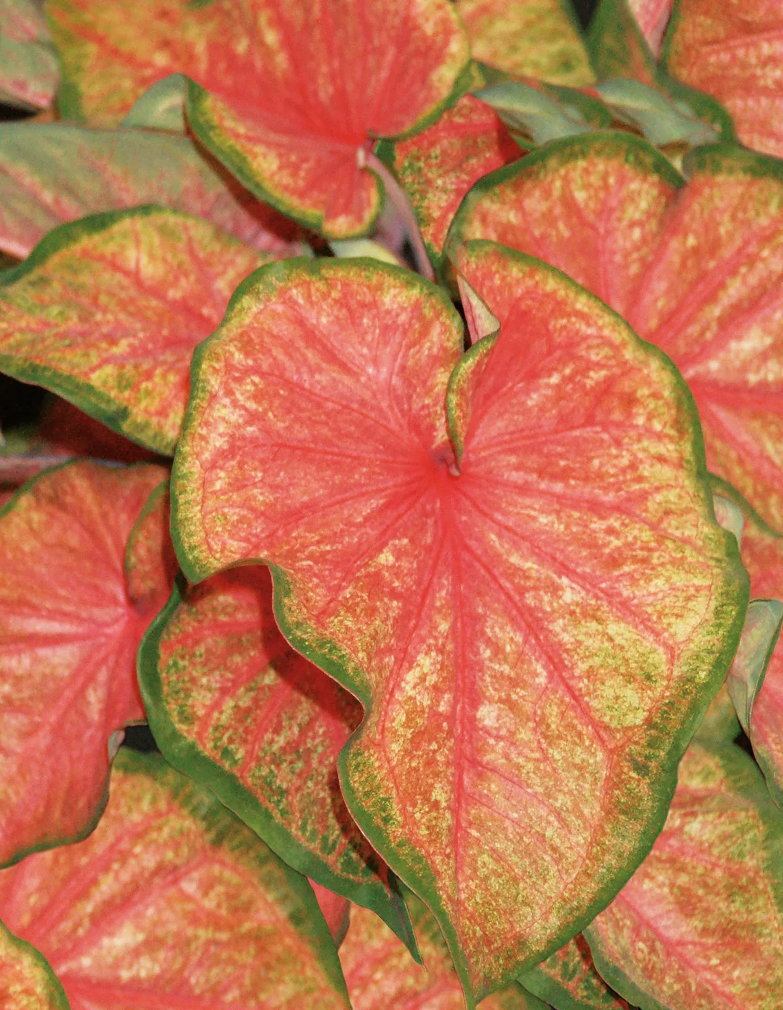 Chinook Sun or Shade Caladium (Caladium hortulanum) — heart-shaped leaves emerge in tones of salmon pink to coral; containers are especially useful in northern