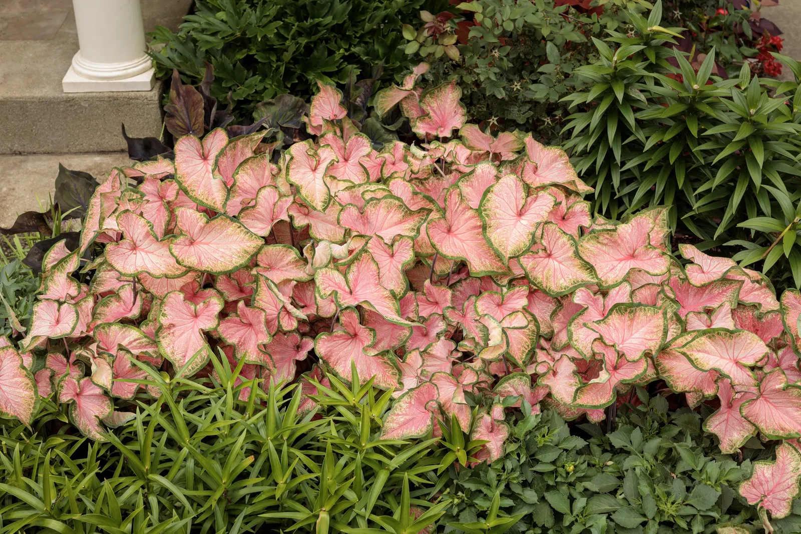 Midnight Oil Sun and Shade Caladium (Caladium hortulanum) — It matures at 12-14 inches tall and 10-14 inches wide