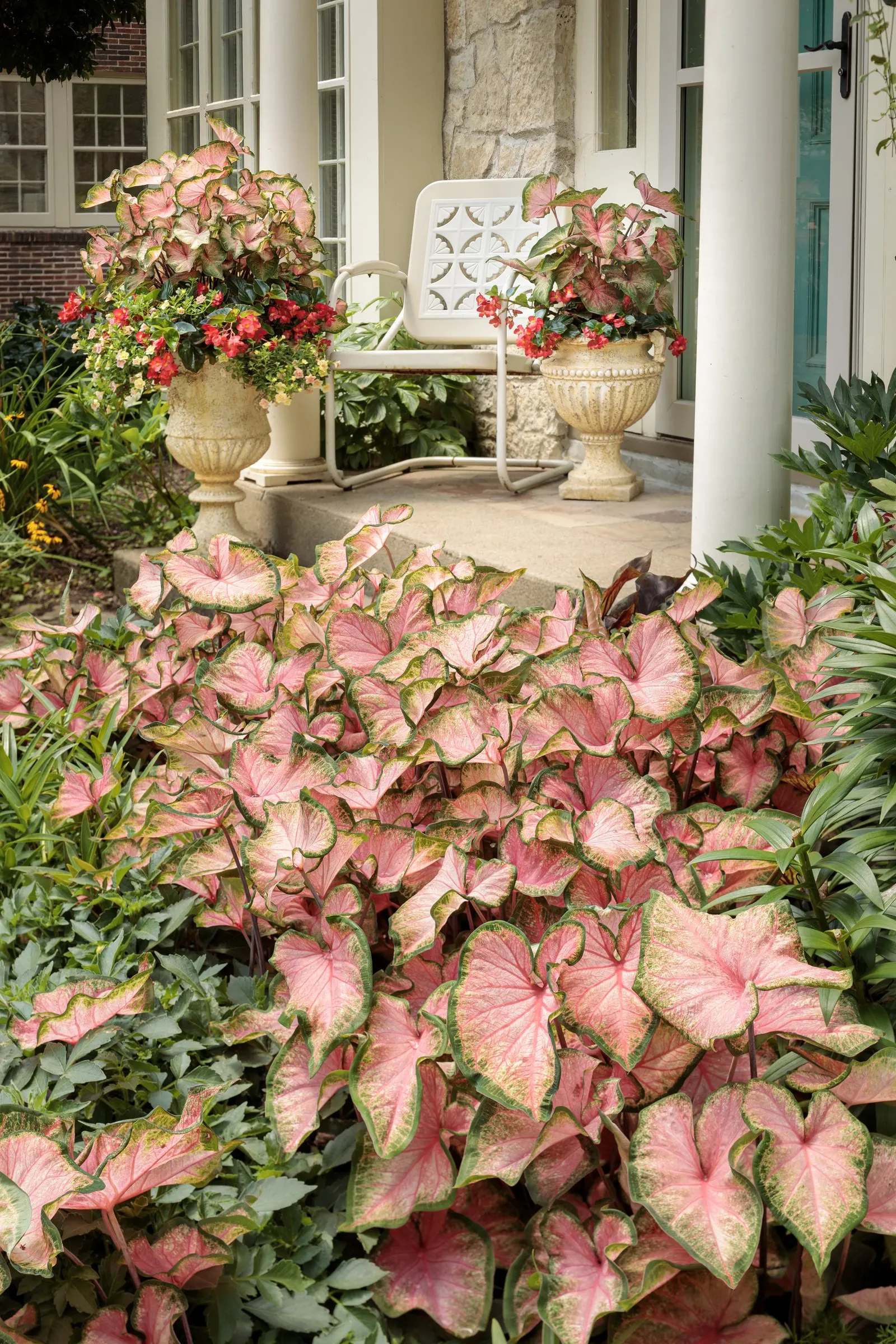 Double Grapefruit double calibrachoa — is a luminous annual from the Proven Winners® collection