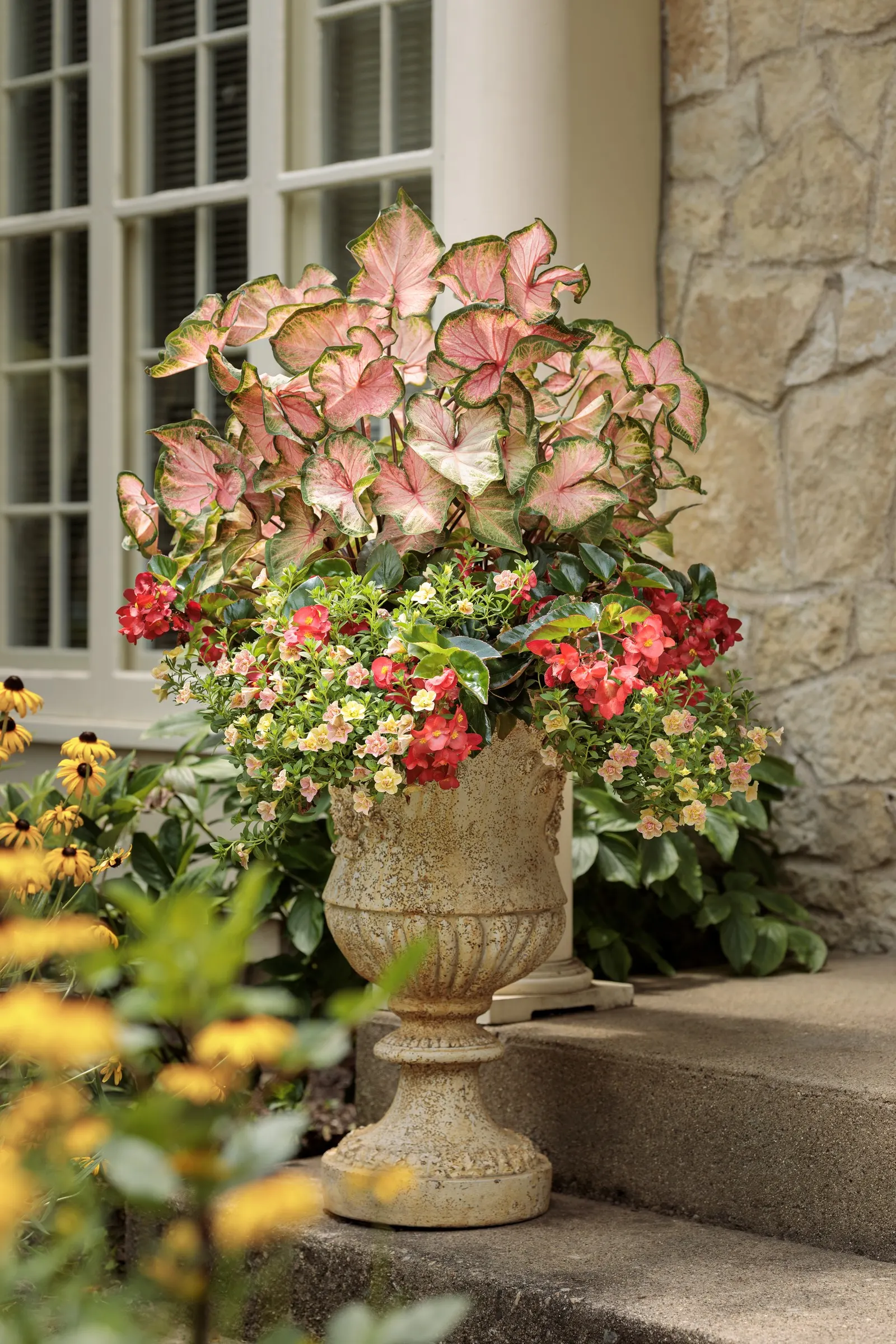 Double Grapefruit double calibrachoa — color-shifting blooms and lush trailing habit