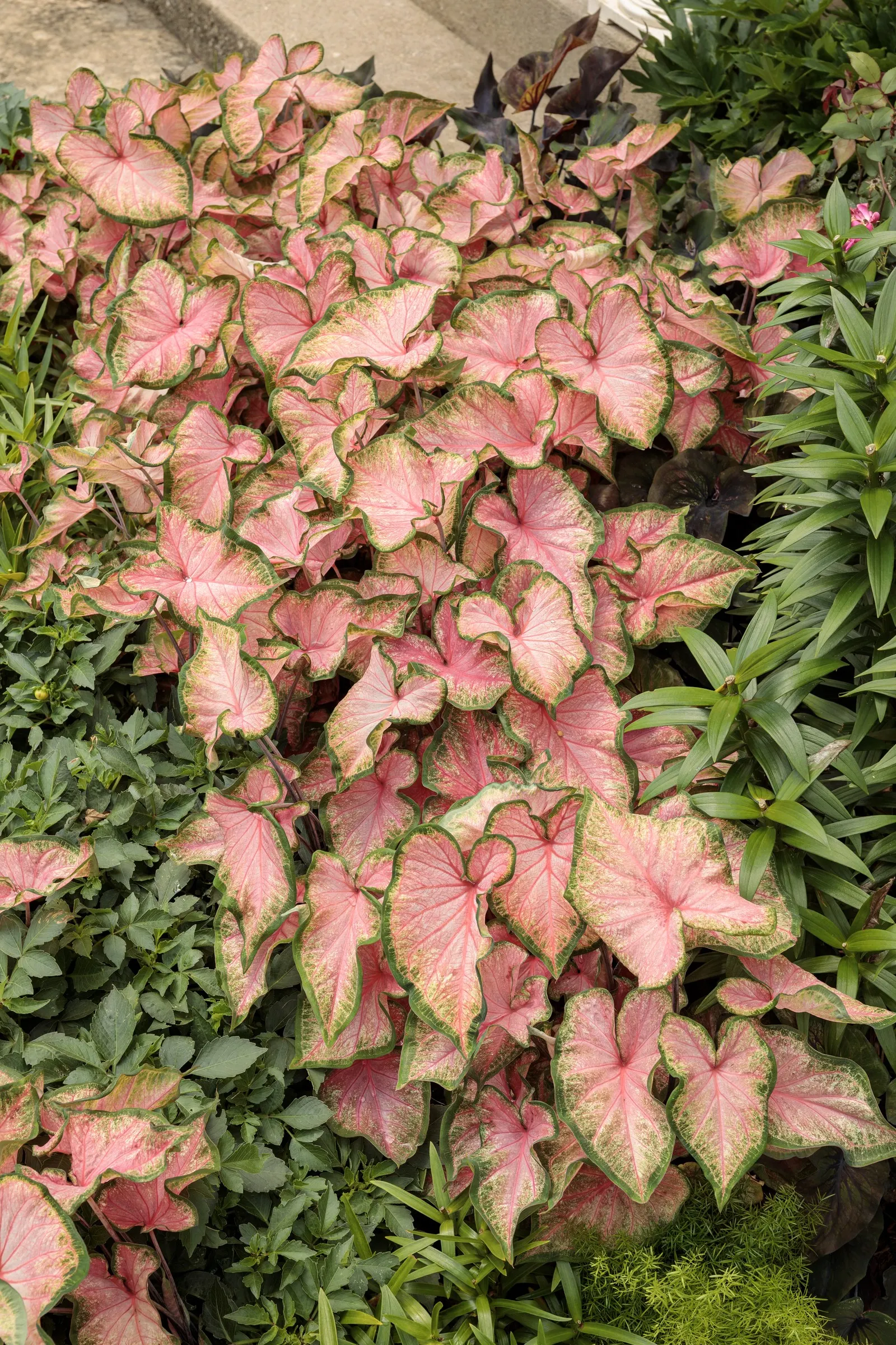 Midnight Oil Sun and Shade Caladium (Caladium hortulanum) — arrow-shaped leaves in deep green and red tones that read nearly black