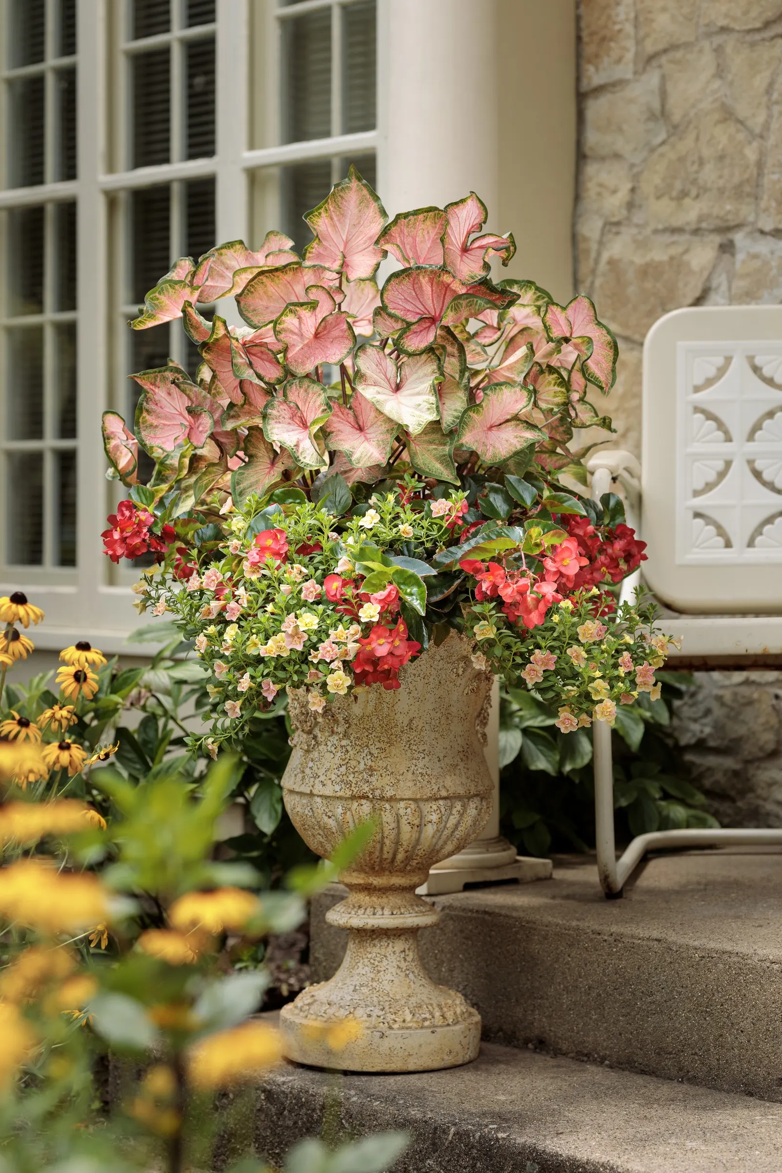 Double Grapefruit double calibrachoa — commonly referred to as Double Grapefruit double calibrachoa