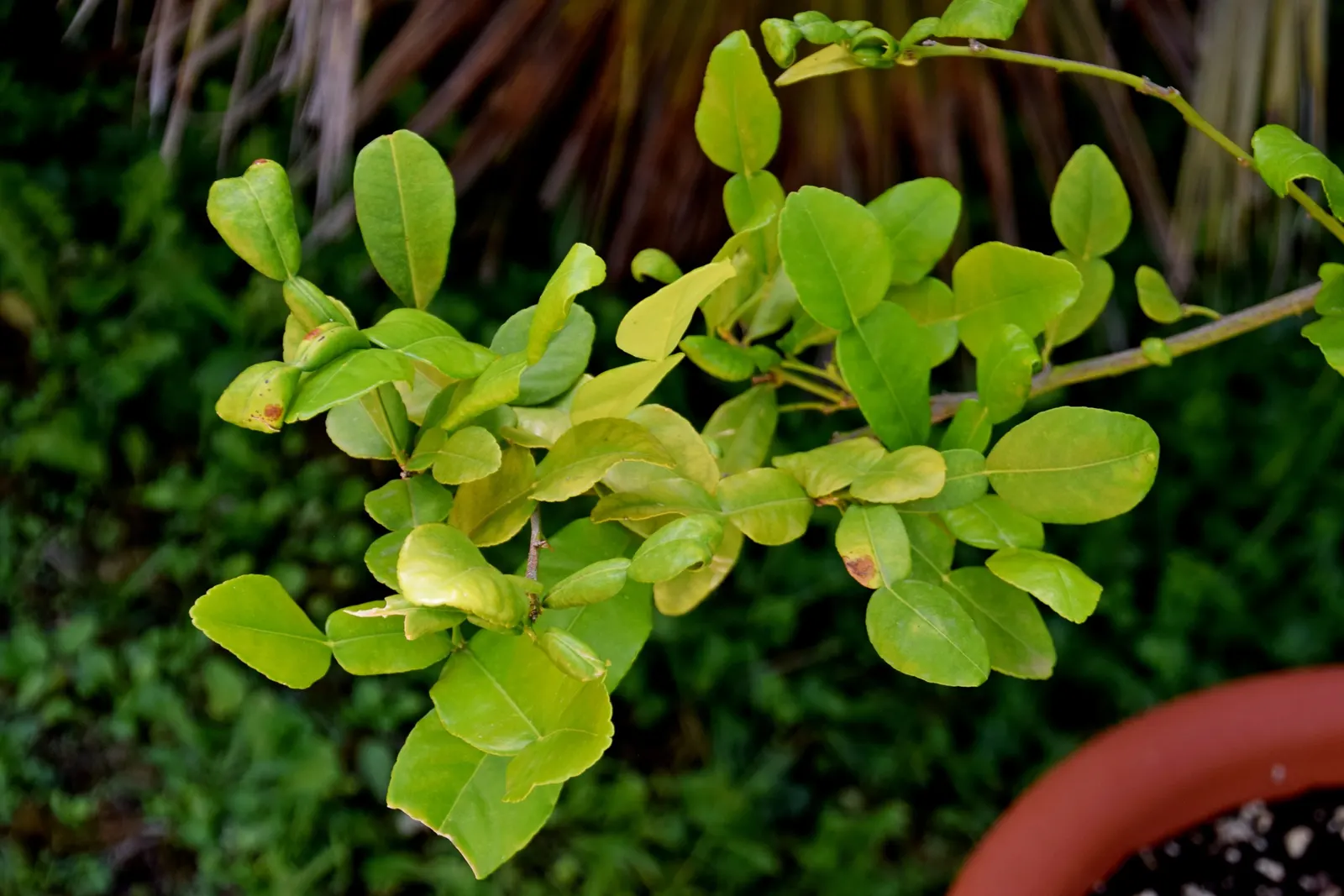 Kaffir Lime (Citrus Hystrix) — Can be potted in colder climates; requires protection from frost