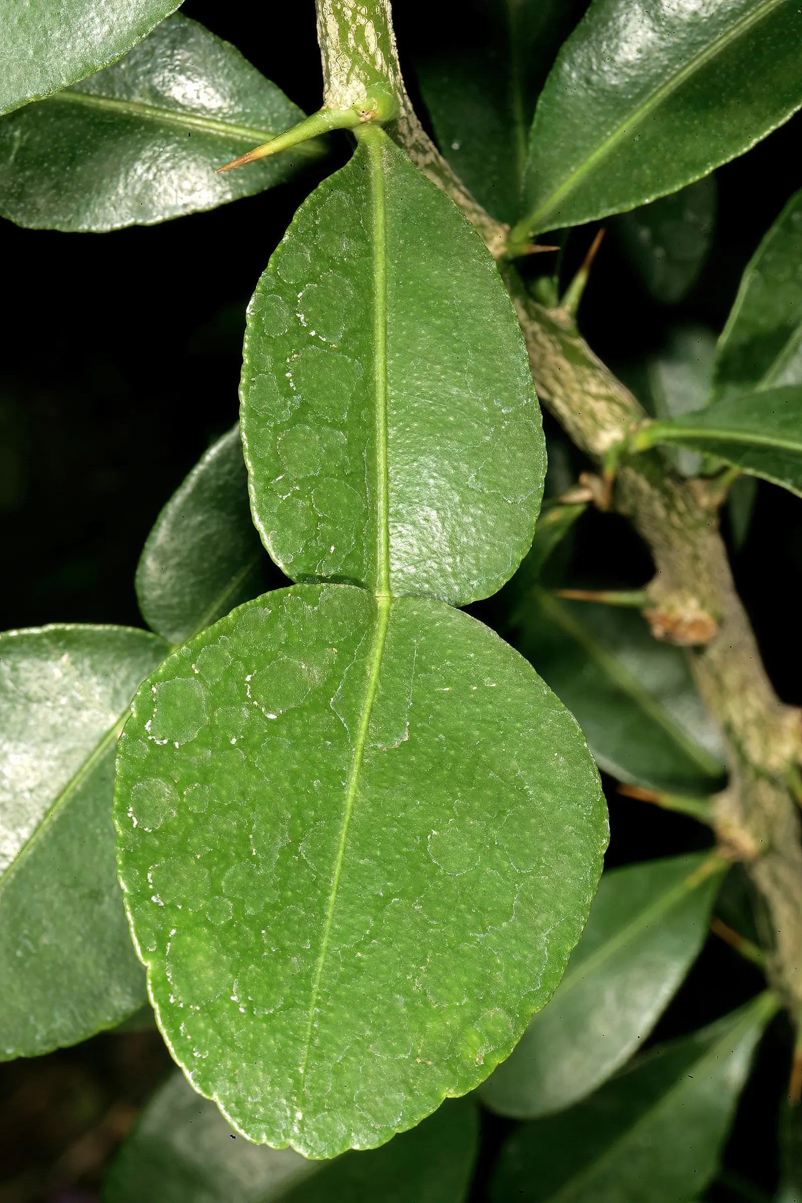 Kaffir Lime (Citrus Hystrix) — is a unique and aromatic member of the Rutaceae family; tree for full, image 53