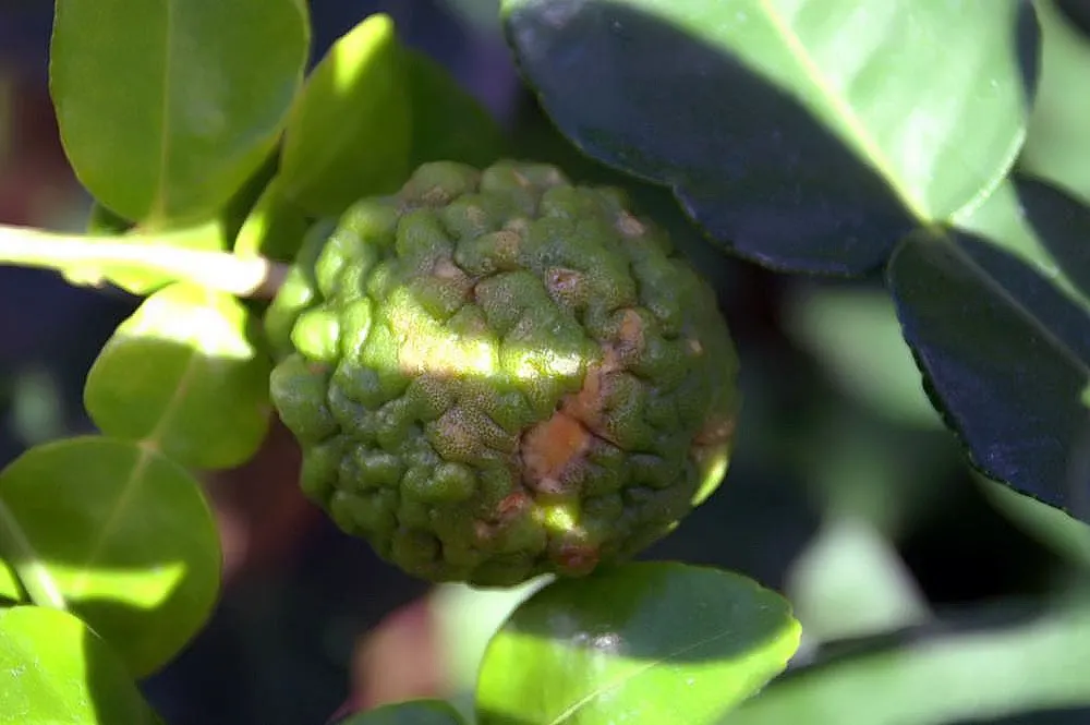 Kaffir Lime (Citrus Hystrix) — with a bifoliate pattern; each leaf has a petiole that connects to a thorn at the base; it can be kept in a large, image 59
