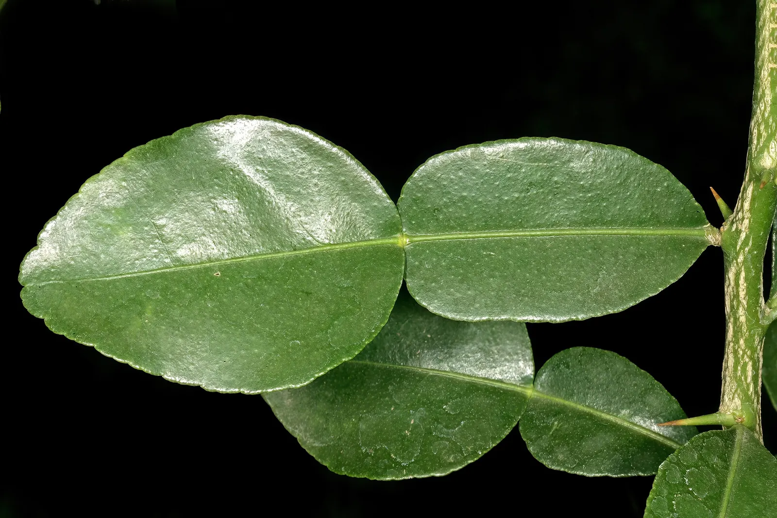 Kaffir Lime (Citrus Hystrix) — tree with white blooms