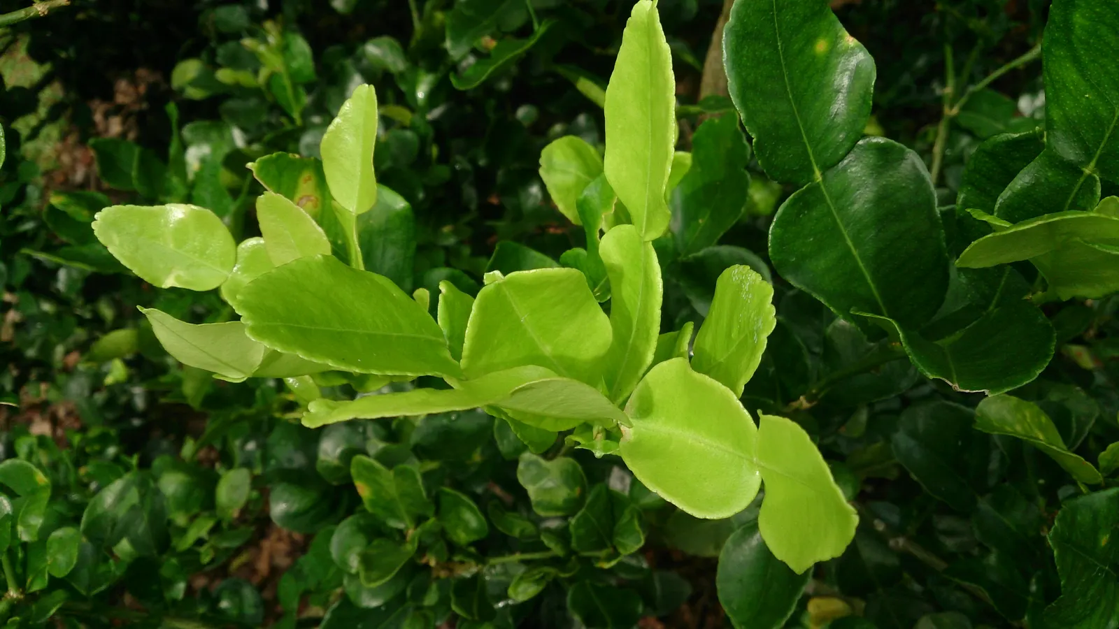 Kaffir Lime (Citrus Hystrix) — consider using the Kaffir Lime as a specimen plant or citrus orchard addition that requires moderate water; citrus hystrix