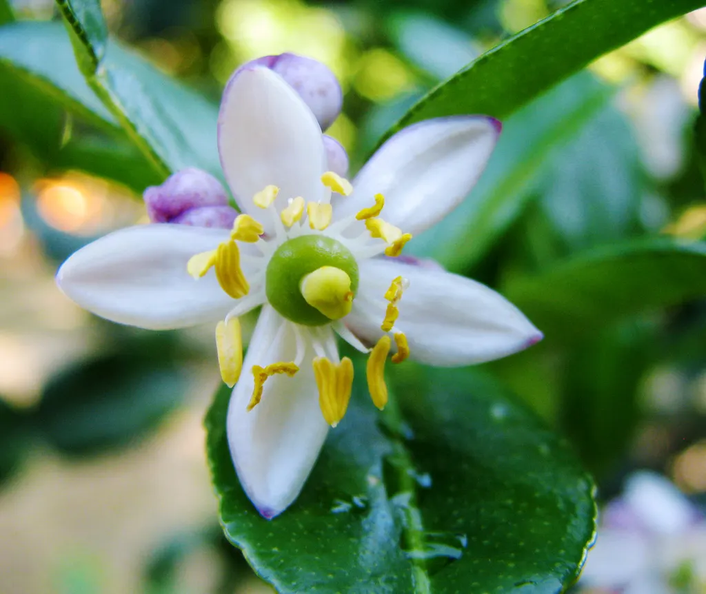 Kaffir Lime (Citrus Hystrix) — With a typical height of 6 to 10 feet; is a unique and aromatic member of the Rutaceae family, image 54