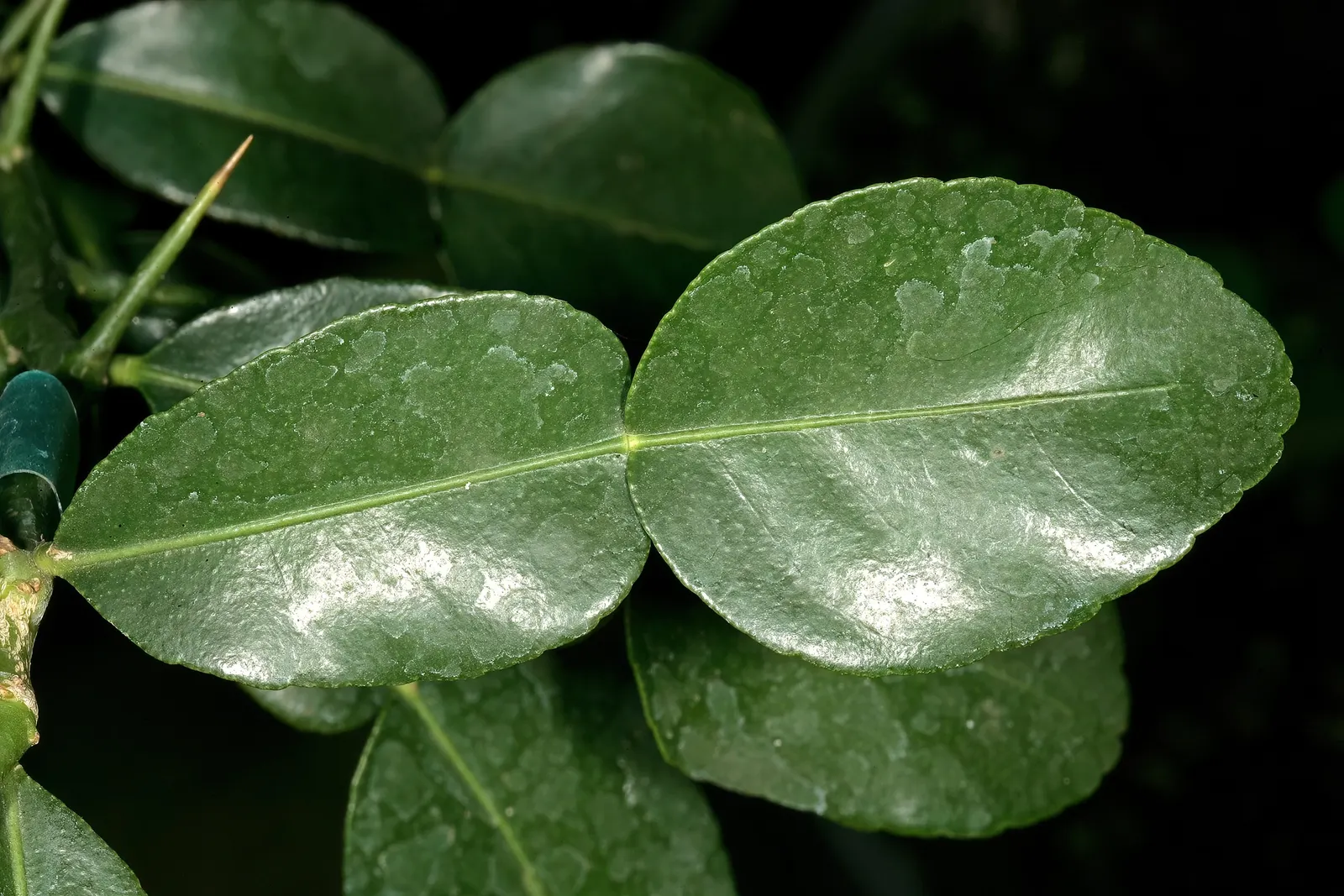 Kaffir Lime (Citrus Hystrix) — Its distinctive double-lobed leaves emit a fragrant aroma, essential in Asian cuisine; this plant prefers full sun exposure and