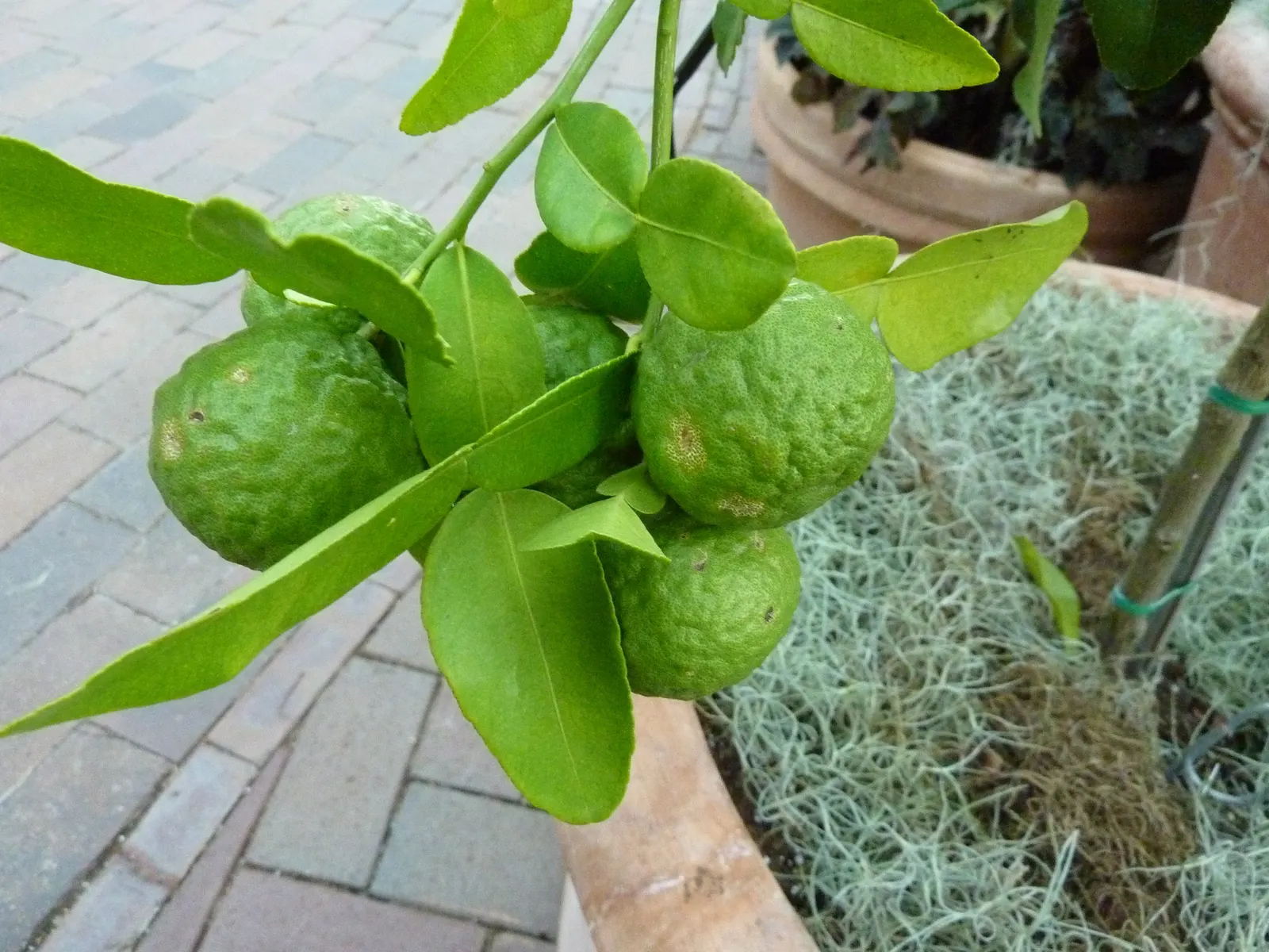 Kaffir Lime (Citrus Hystrix) — Pruning may be done to manage shape and remove any suckers
