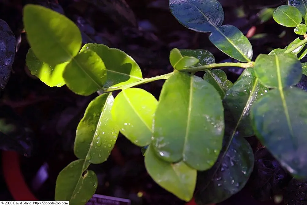 Kaffir Lime (Citrus Hystrix) — Its distinctive double-lobed leaves emit a fragrant aroma, essential in Asian cuisine; this plant prefers full sun, image 48