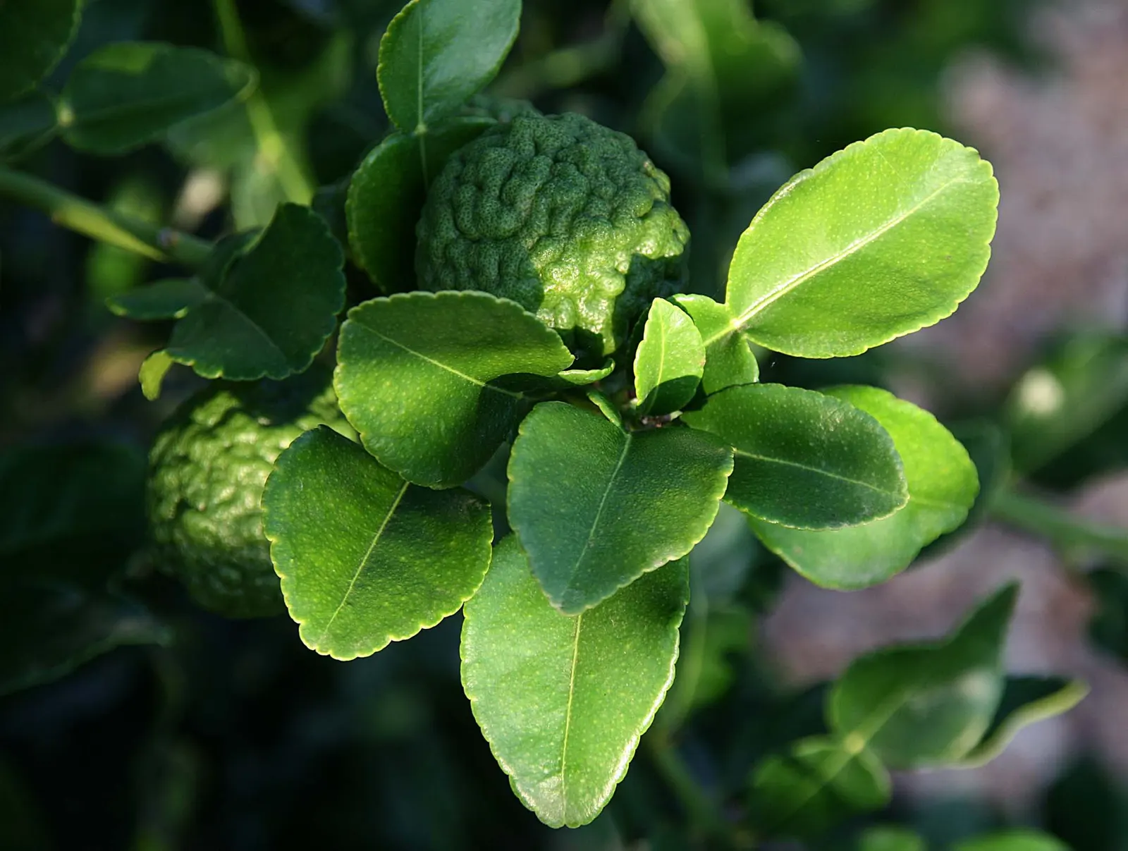 Kaffir Lime (Citrus Hystrix) — slightly acidic soil.<br><br>The Kaffir Lime's leaves are a vivid green, image 58