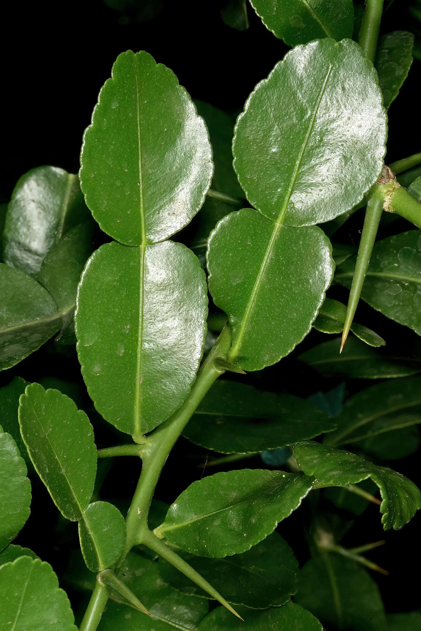 Kaffir Lime (Citrus Hystrix) — It can be kept in a large pot for easier winter protection in cooler climates