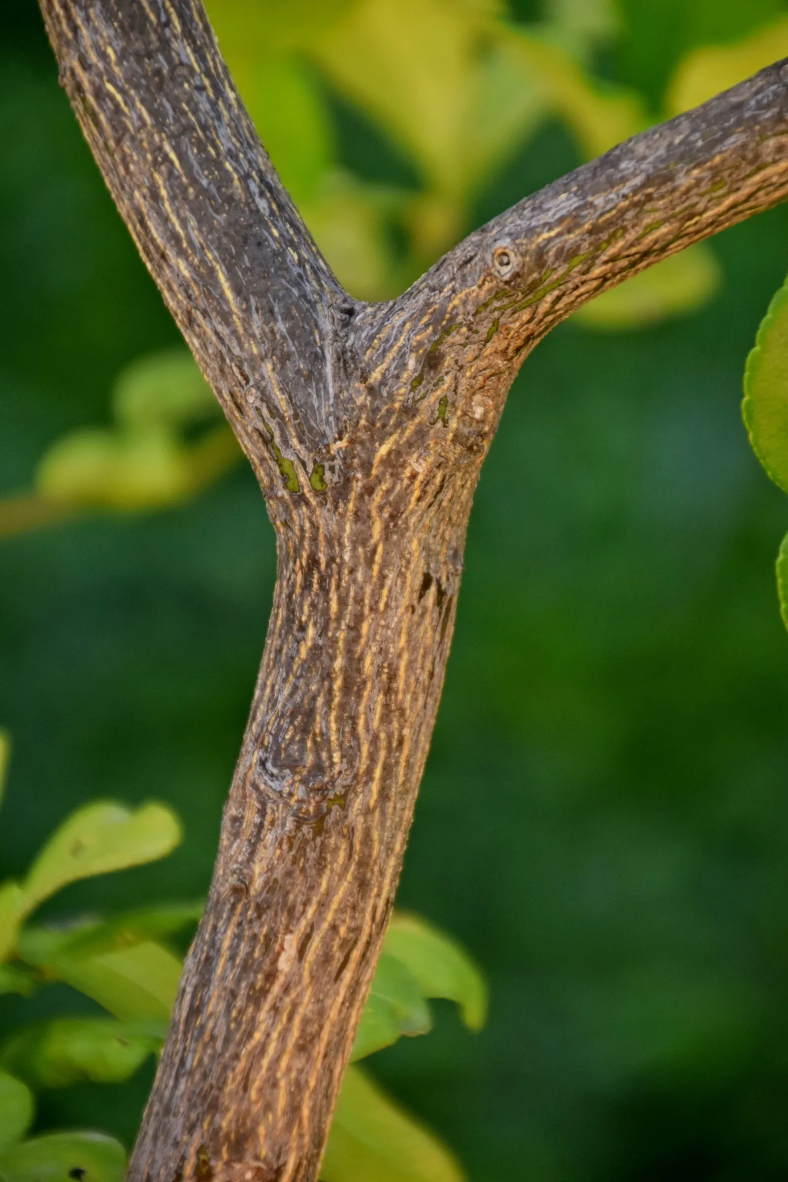 Kaffir Lime (Citrus Hystrix) — This plant prefers full sun exposure and well-draining; can be potted in colder climates; requires protection from frost