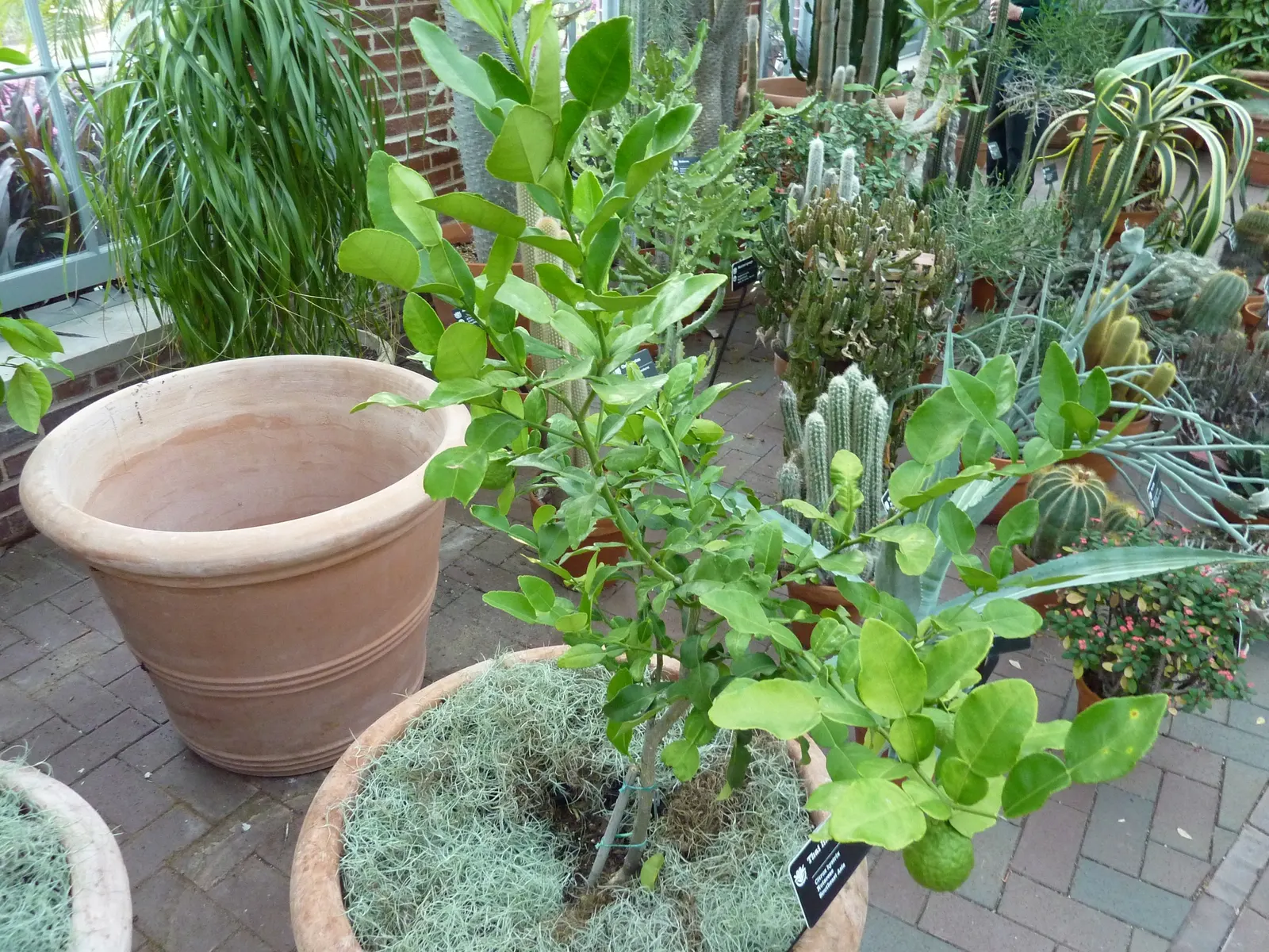 Kaffir Lime (Citrus Hystrix) — The tree produces small, wrinkled green fruits with a pungent, zesty flavor; ensuring the soil does not become, image 49