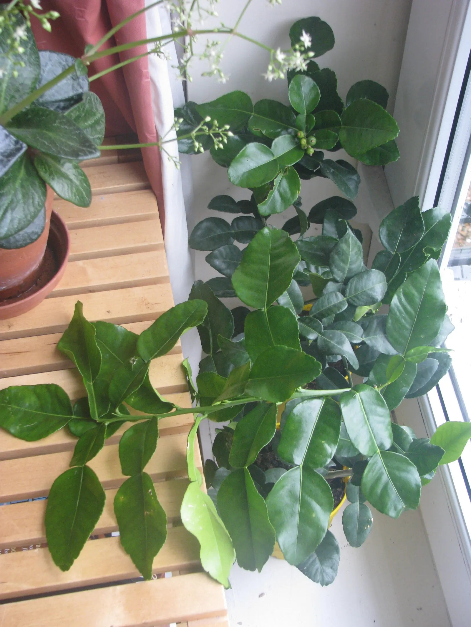 Kaffir Lime (Citrus Hystrix) — This plant prefers full sun exposure and well-draining; can be potted in colder climates; requires protection from, image 57