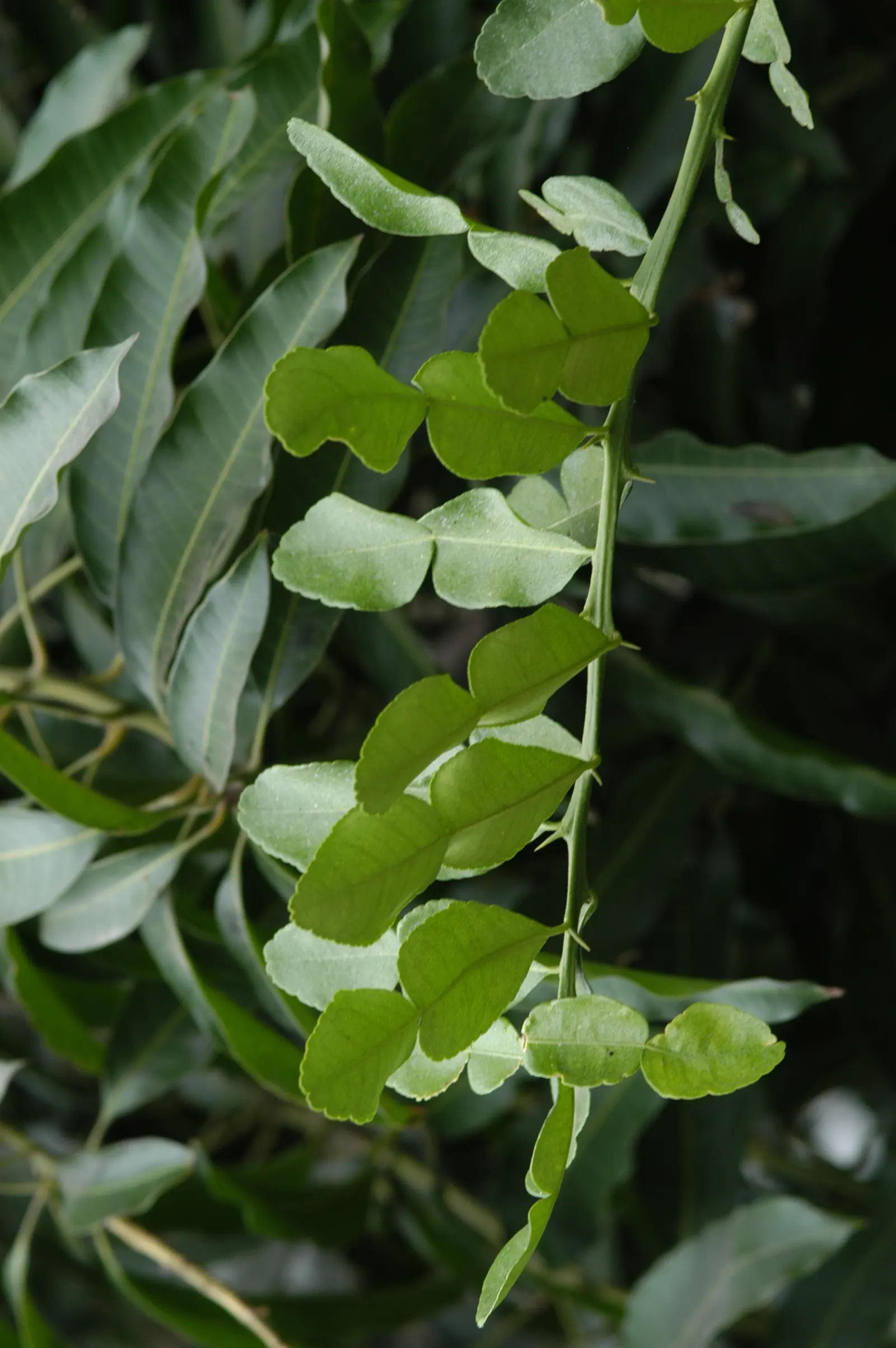 Kaffir Lime (Citrus Hystrix) — The rind and zest of these fruits are highly valued in culinary applications