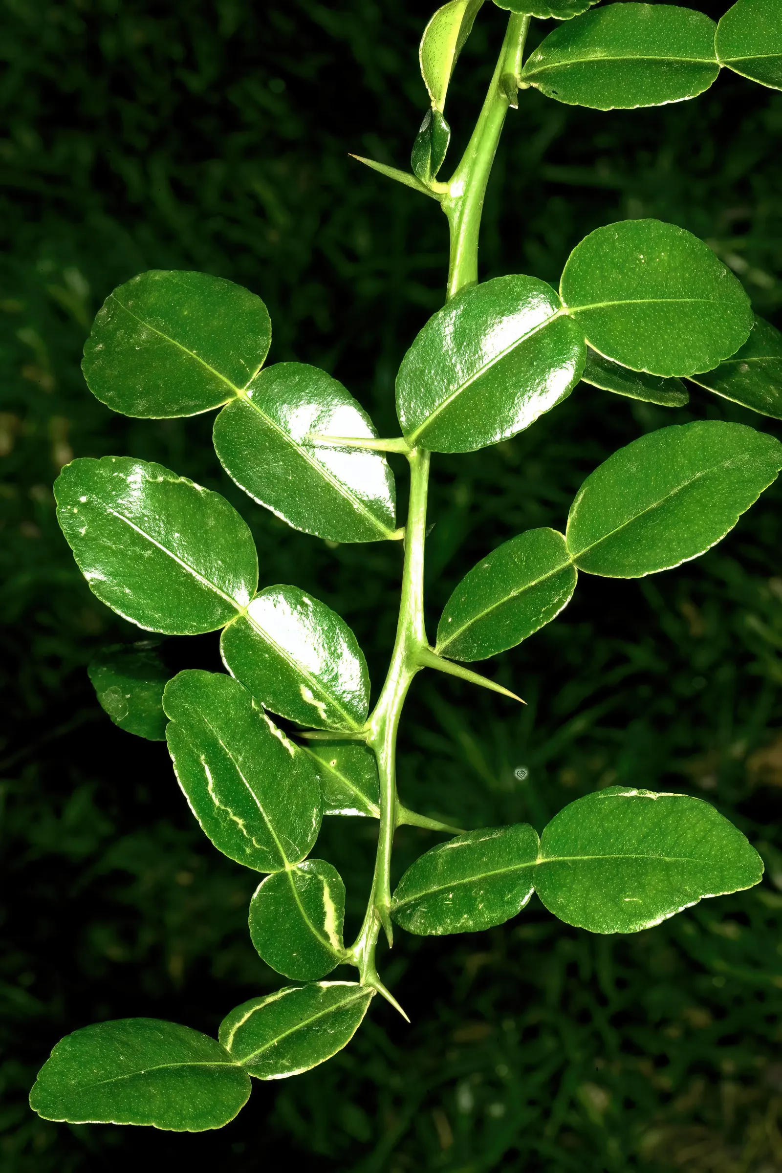 Kaffir Lime (Citrus Hystrix) — Citrus hystrix, known as Kaffir Lime, is a tropical citrus tree reaching heights of 10-15 ft; ideally suited for, image 47