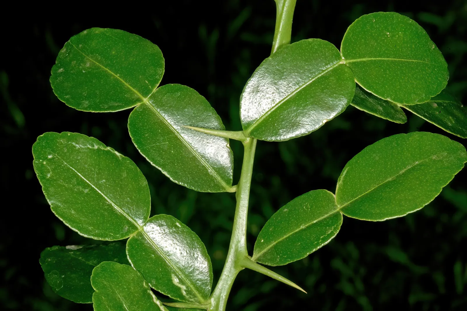 Kaffir Lime (Citrus Hystrix) — The rind and zest of these fruits are highly valued in culinary applications; the optimal growing region in the United States is