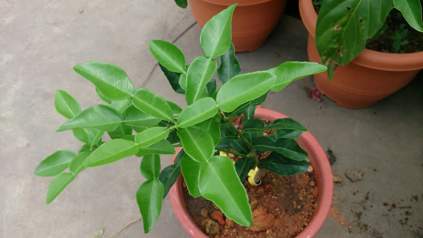 Kaffir Lime (Citrus Hystrix) — Pruning may be done to manage shape and remove any suckers; tree with white blooms