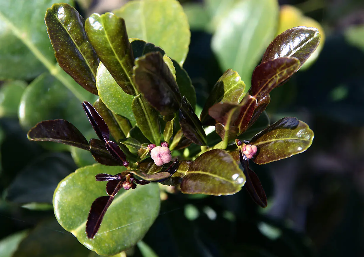 Kaffir Lime (Citrus Hystrix) — but capable of reaching up to 16 feet in its native tropical Southeast Asia; rough-skinned fruits that measure about 2 to 3