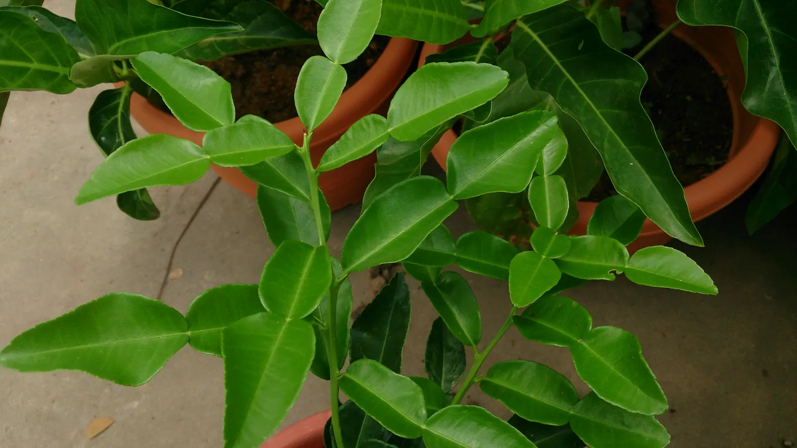 Kaffir Lime (Citrus Hystrix) — ensuring the soil does not become waterlogged; with a typical height of 6 to 10 feet