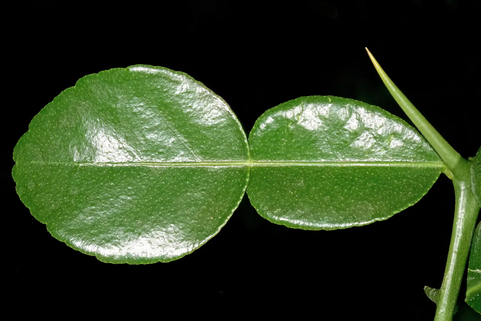 Kaffir Lime (Citrus Hystrix) — tree with white blooms; with a bifoliate pattern; each leaf has a petiole that connects to a thorn at the base