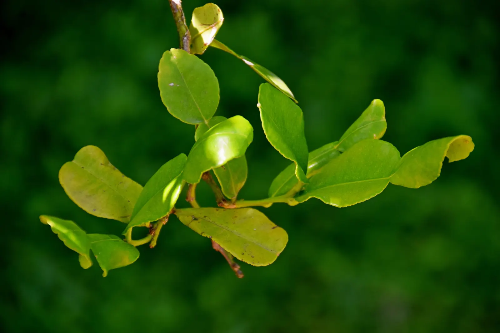 Kaffir Lime (Citrus Hystrix) — is a unique and aromatic member of the Rutaceae family