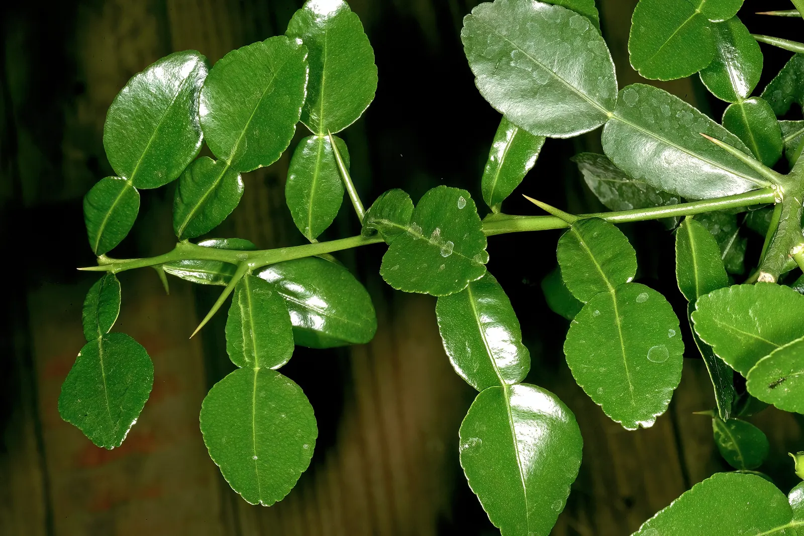 Kaffir Lime (Citrus Hystrix) — scientifically known as Citrus hystrix; especially in Thai and Indonesian cuisine.<br><br>For a landscape design