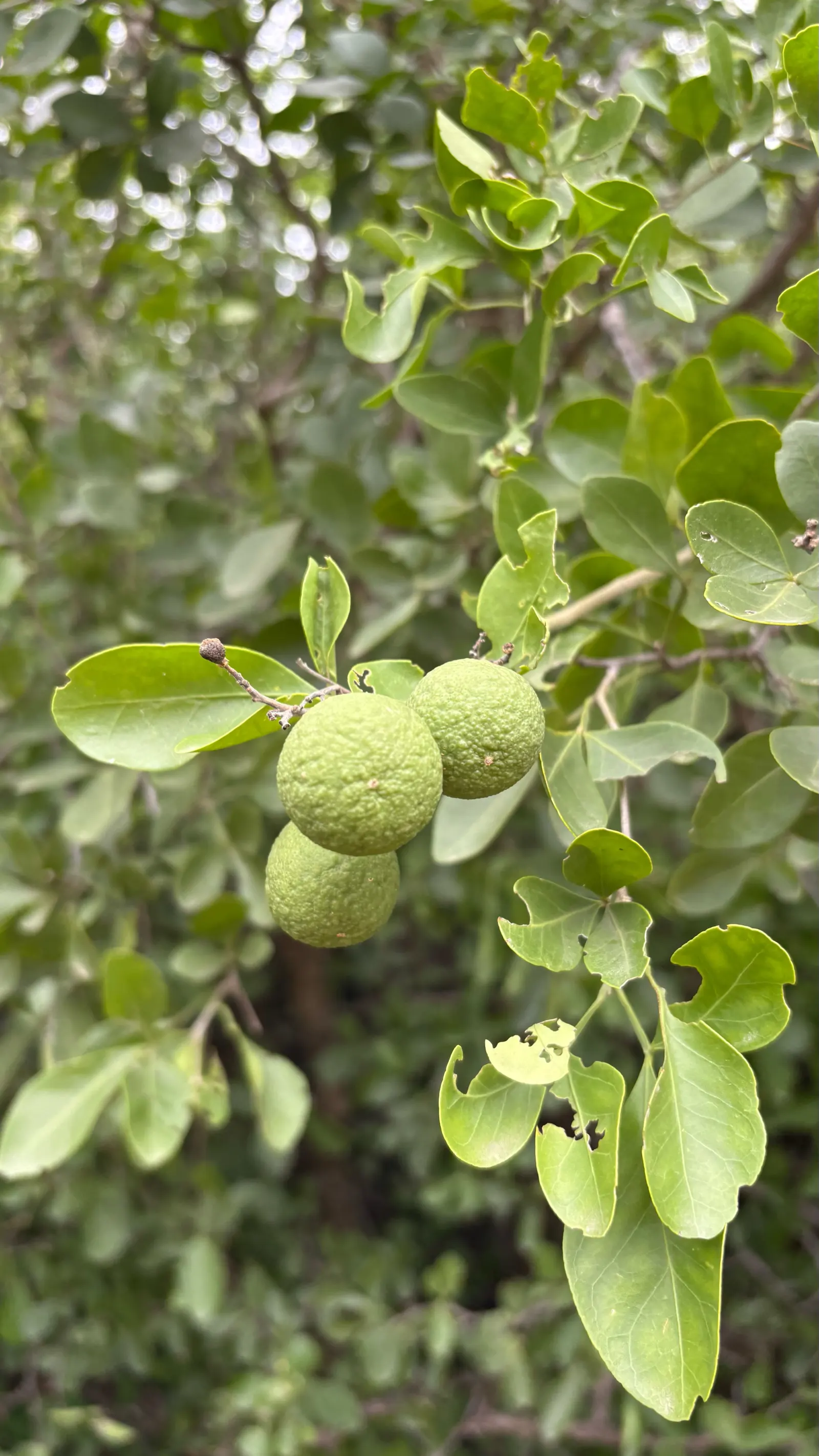 Kaffir Lime (Citrus Hystrix) — Ideally suited for USDA zones 9-11, it thrives in full sun and well-draining soil; its distinctive double-lobed, image 50