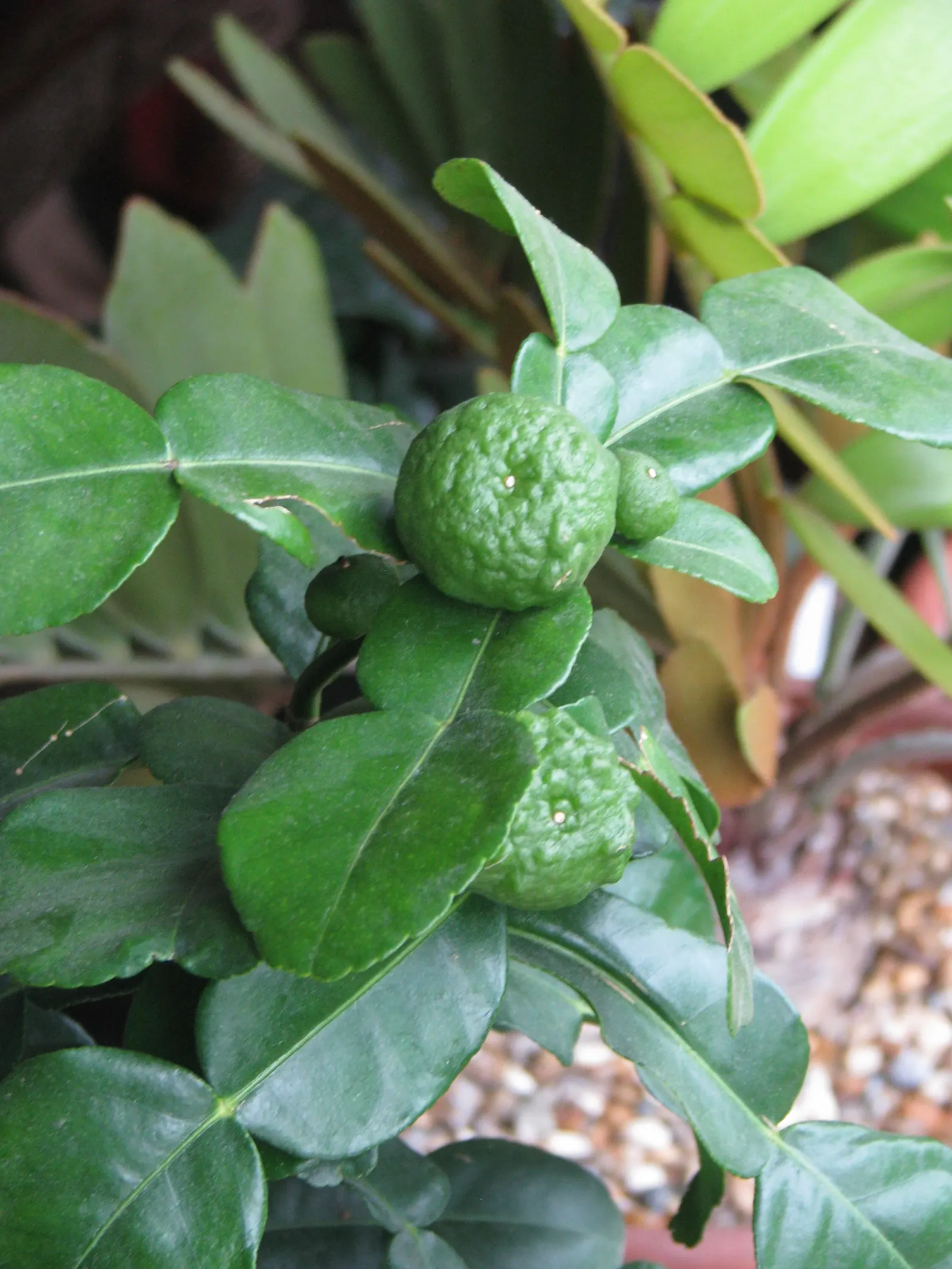 Kaffir Lime (Citrus Hystrix) — The tree produces small, wrinkled green fruits with a pungent, zesty flavor; ensuring the soil does not become waterlogged