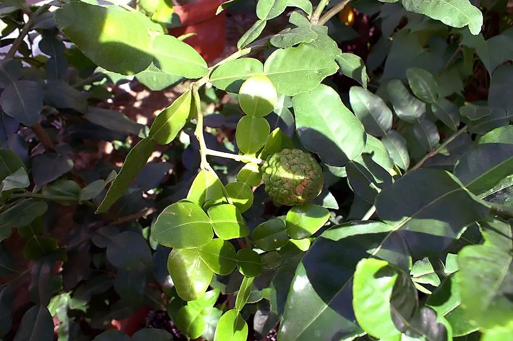 Kaffir Lime (Citrus Hystrix) — Can be potted in colder climates; requires protection from frost; but capable of reaching up to 16 feet in its, image 51
