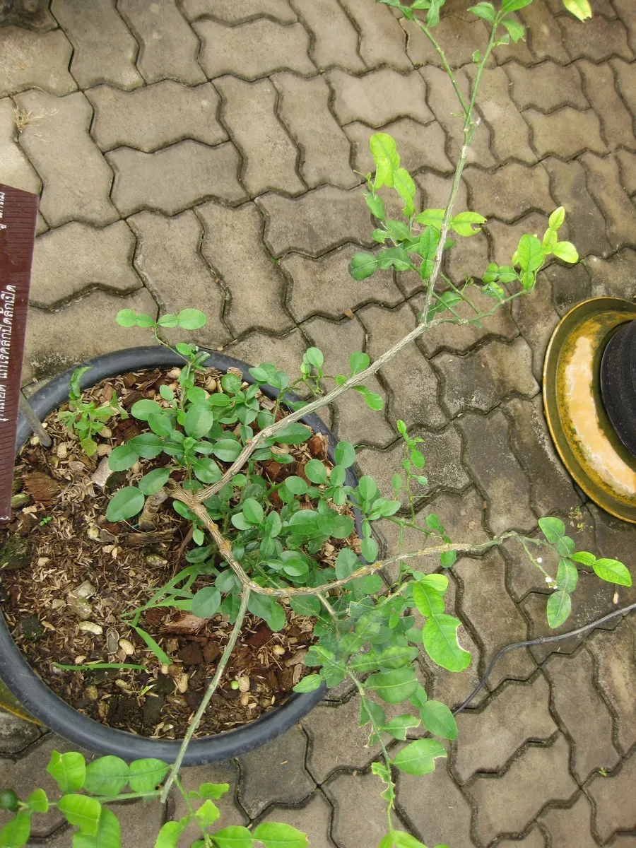 Kaffir Lime (Citrus Hystrix) — slightly acidic soil.<br><br>The Kaffir Lime's leaves are a vivid green