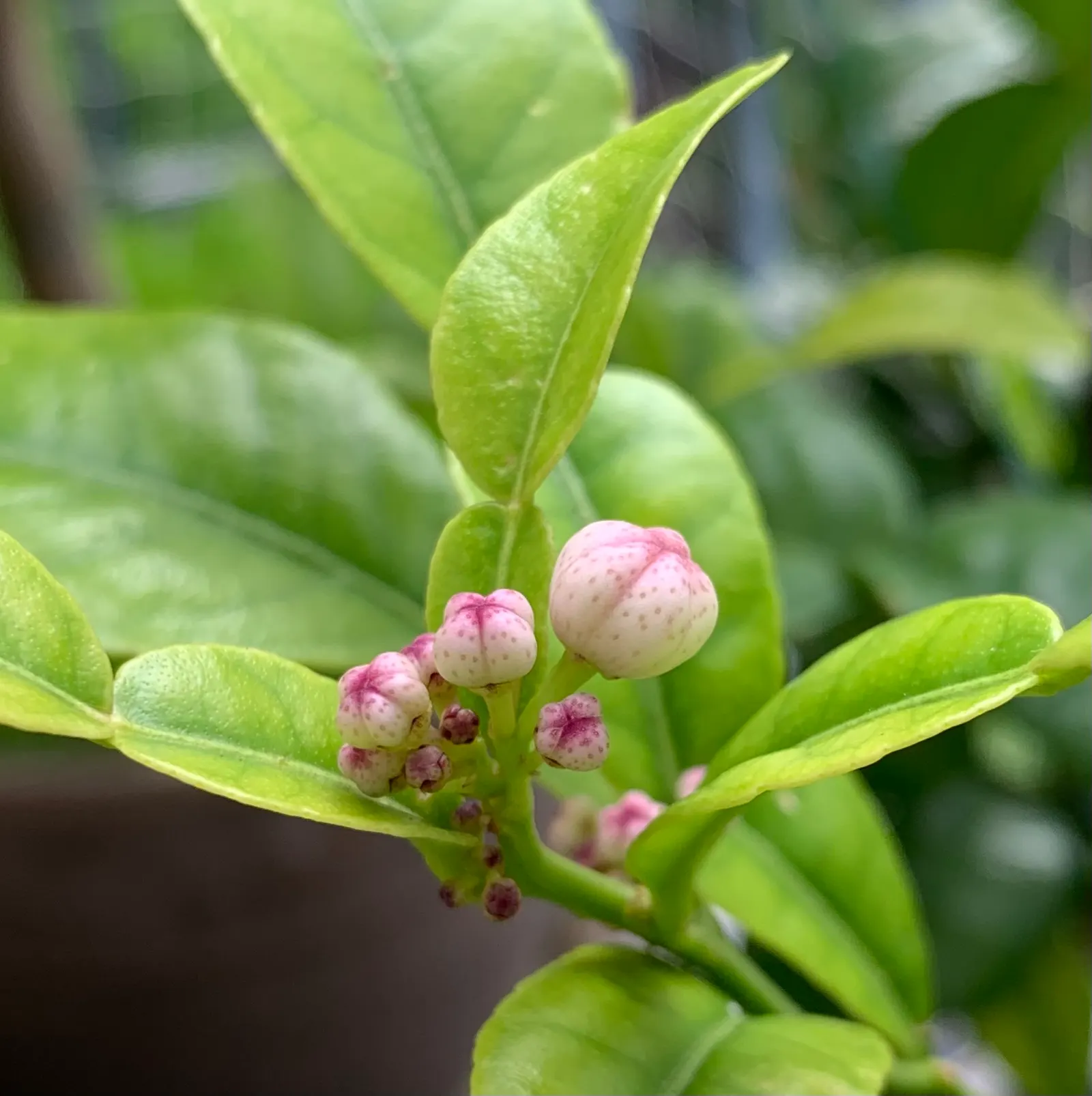 Kaffir Lime (Citrus Hystrix) — The tree produces small, wrinkled green fruits with a pungent, zesty flavor