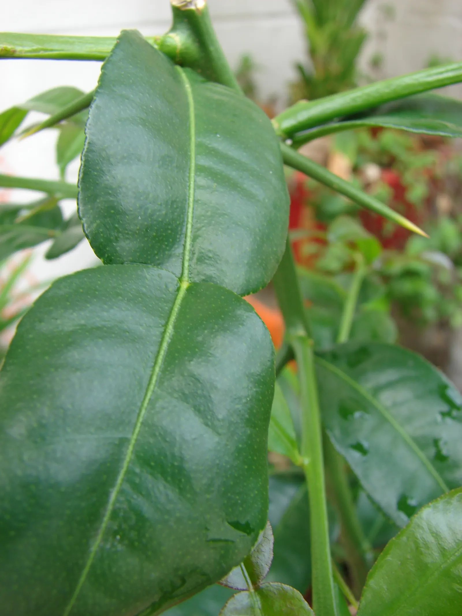 Kaffir Lime (Citrus Hystrix) — rough-skinned fruits that measure about 2 to 3 inches in diameter