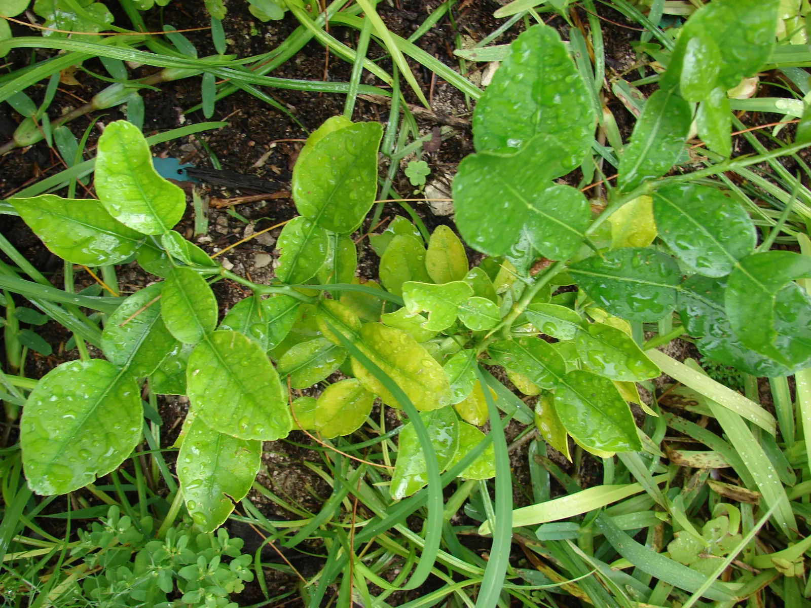 Kaffir Lime (Citrus Hystrix) — scientifically known as Citrus hystrix; especially in Thai and Indonesian cuisine.<br><br>For a landscape design, image 52