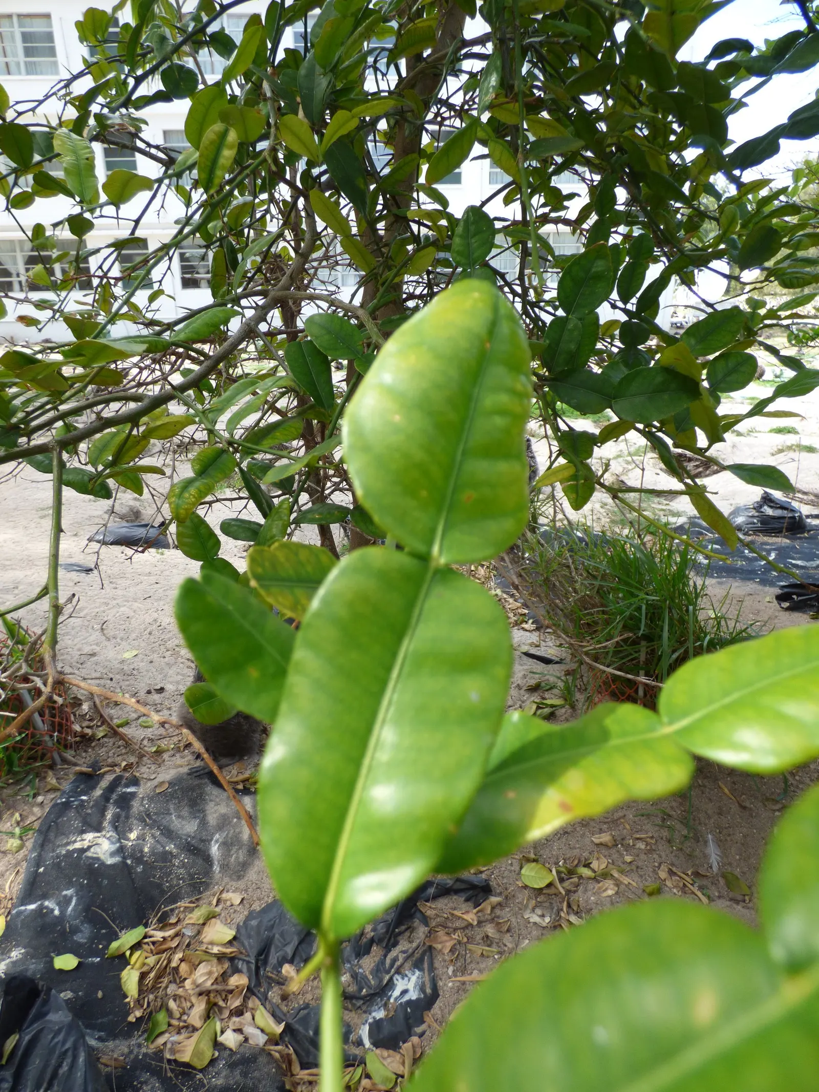 Kaffir Lime (Citrus Hystrix) — With a typical height of 6 to 10 feet; is a unique and aromatic member of the Rutaceae family