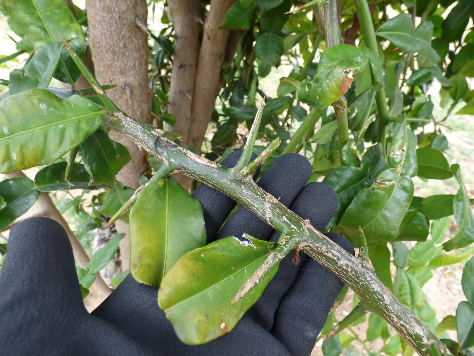 Kaffir Lime (Citrus Hystrix) — This plant prefers full sun exposure and well-draining