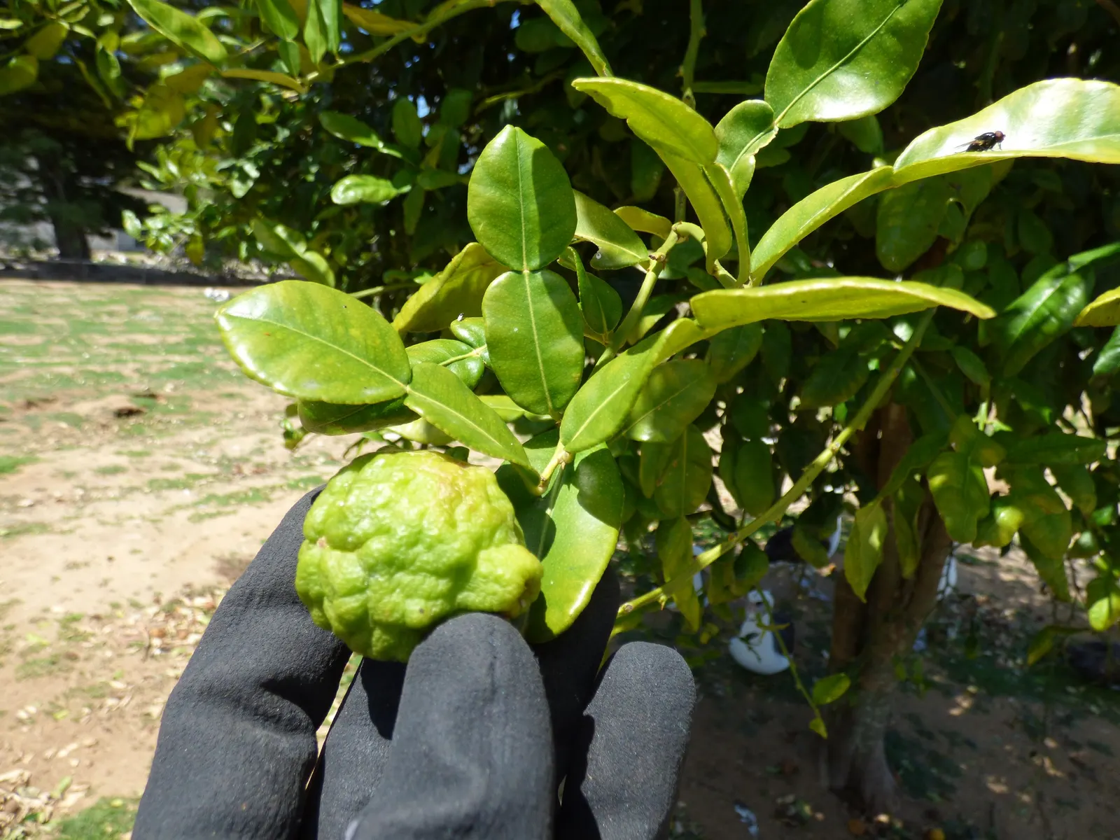 Kaffir Lime (Citrus Hystrix) — white flowers in the garden; scientifically known as Citrus hystrix