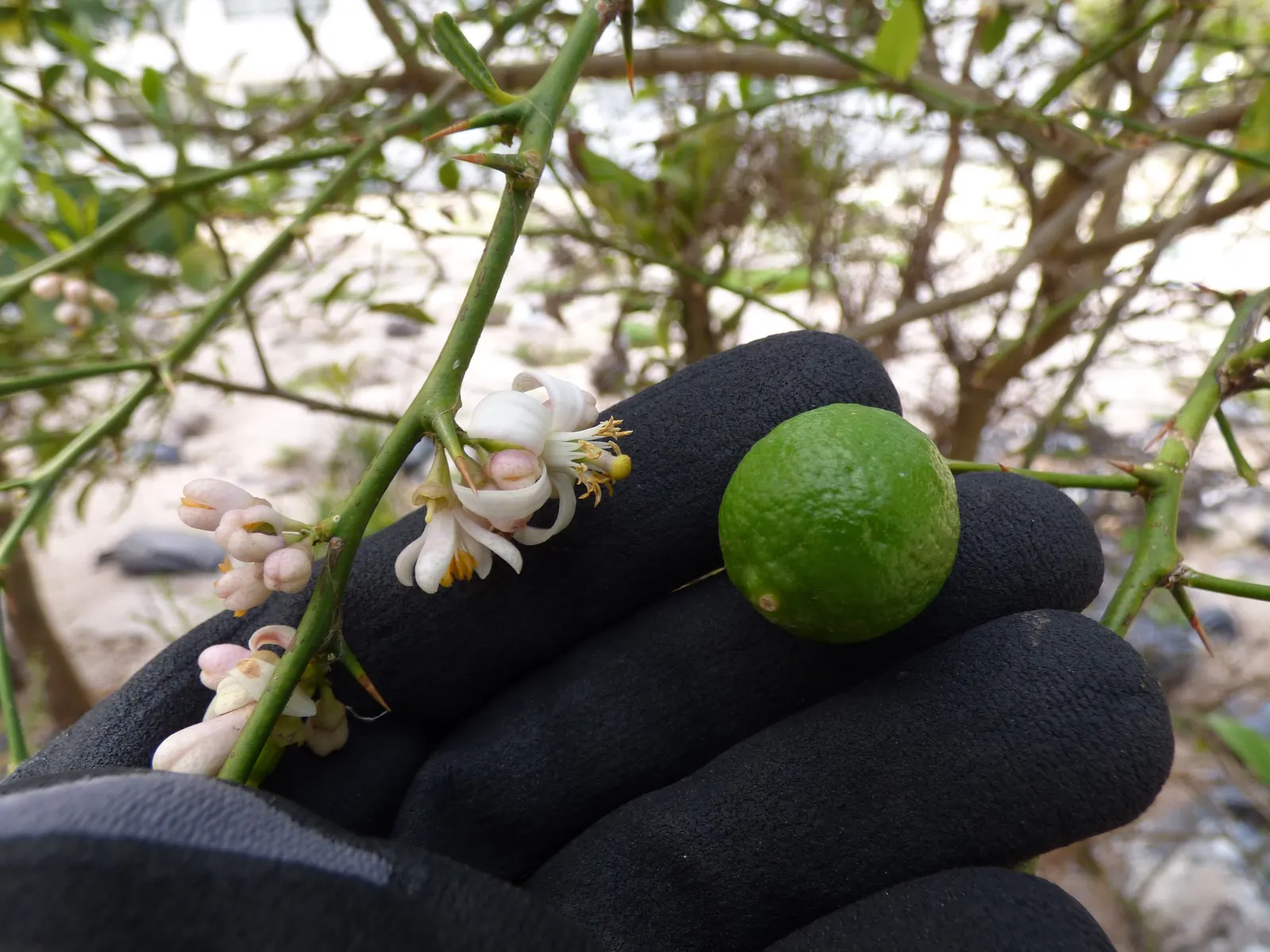 Kaffir Lime (Citrus Hystrix) — with a bifoliate pattern; each leaf has a petiole that connects to a thorn at the base; it can be kept in a large pot for easier