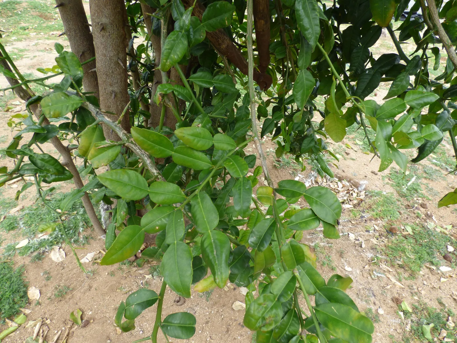 Kaffir Lime (Citrus Hystrix) — rough-skinned fruits that measure about 2 to 3 inches in diameter; the tree produces small, wrinkled green fruits with a