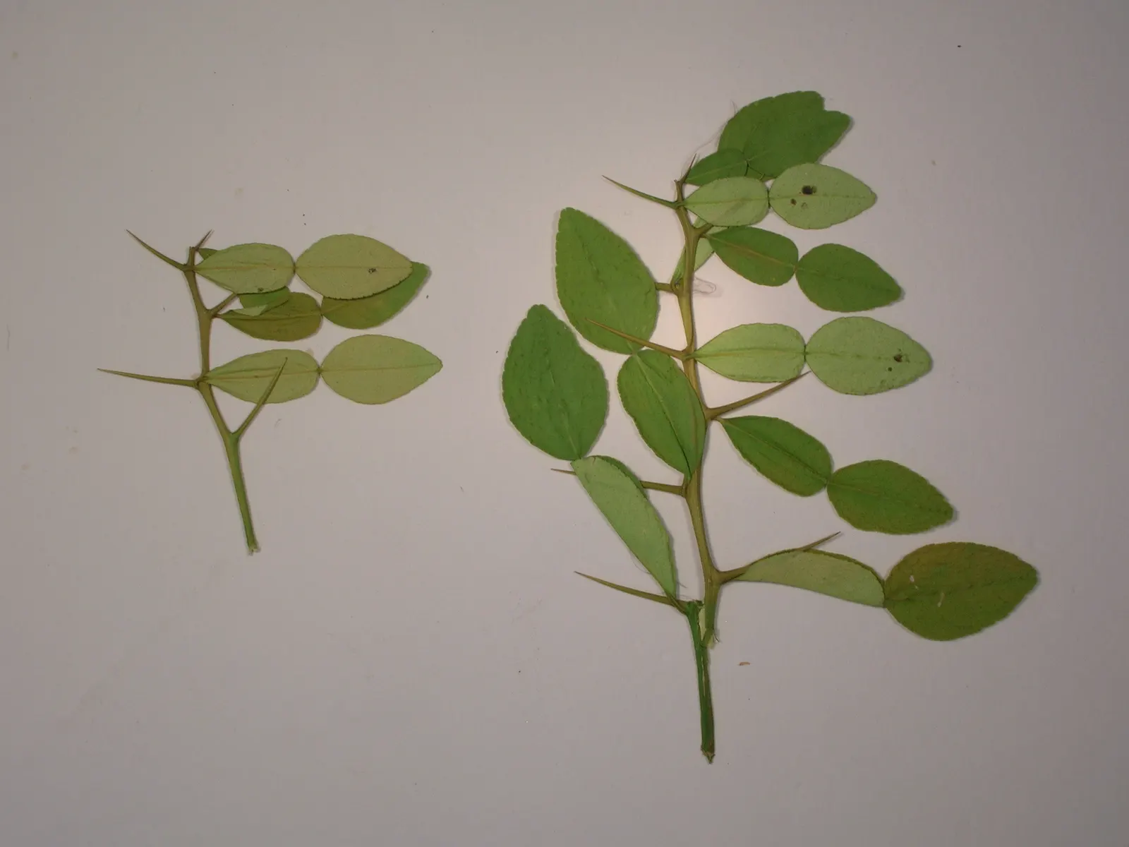 Kaffir Lime (Citrus Hystrix) — It can be kept in a large pot for easier winter protection in cooler climates; the rind and zest of these fruits are highly