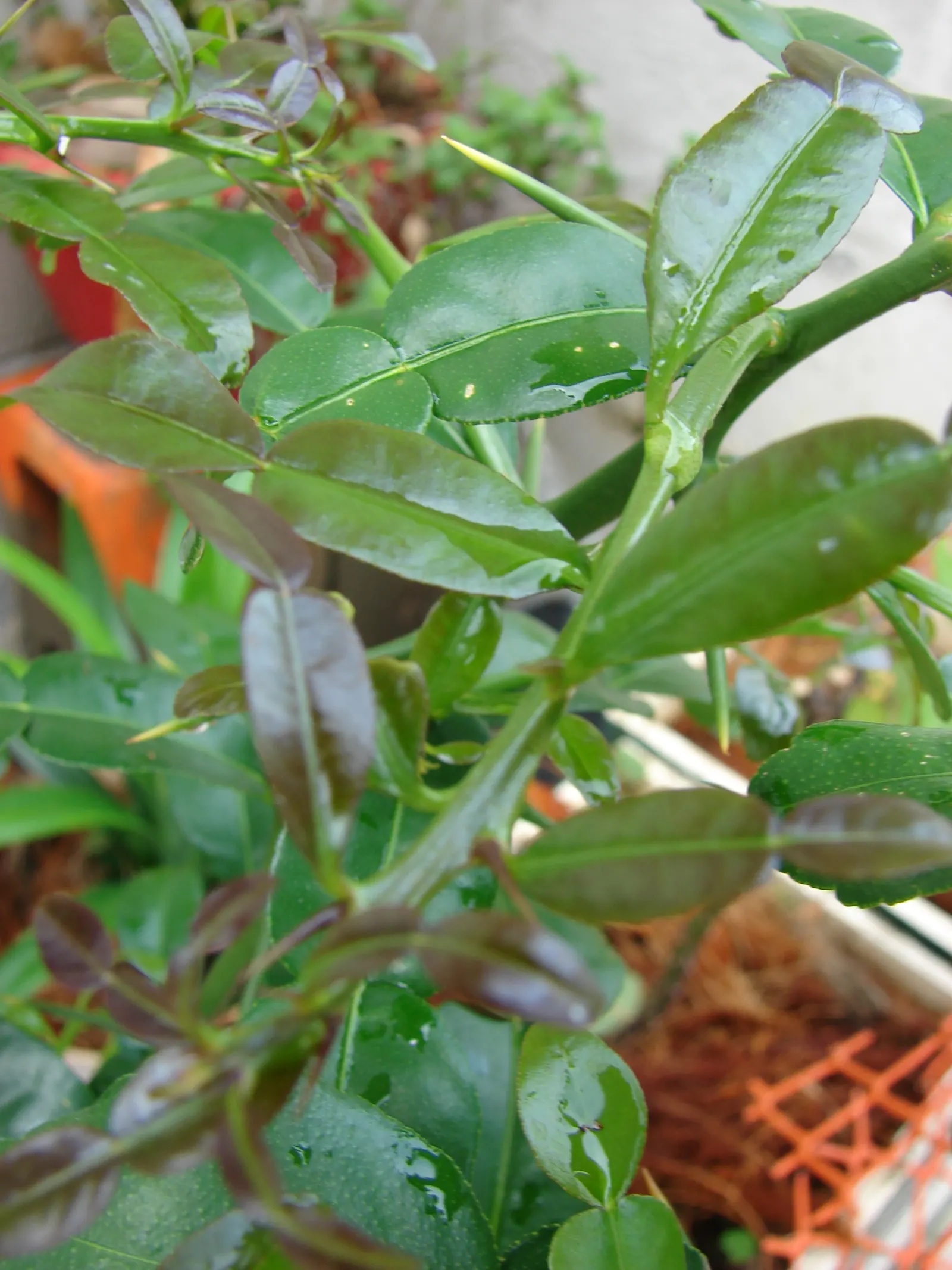 Kaffir Lime (Citrus Hystrix) — ensuring the soil does not become waterlogged